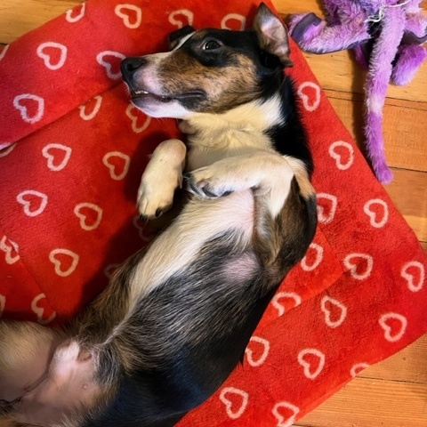 Enlarge Ruben, a Adopted mixed breed in Sandy, UT image 3/6