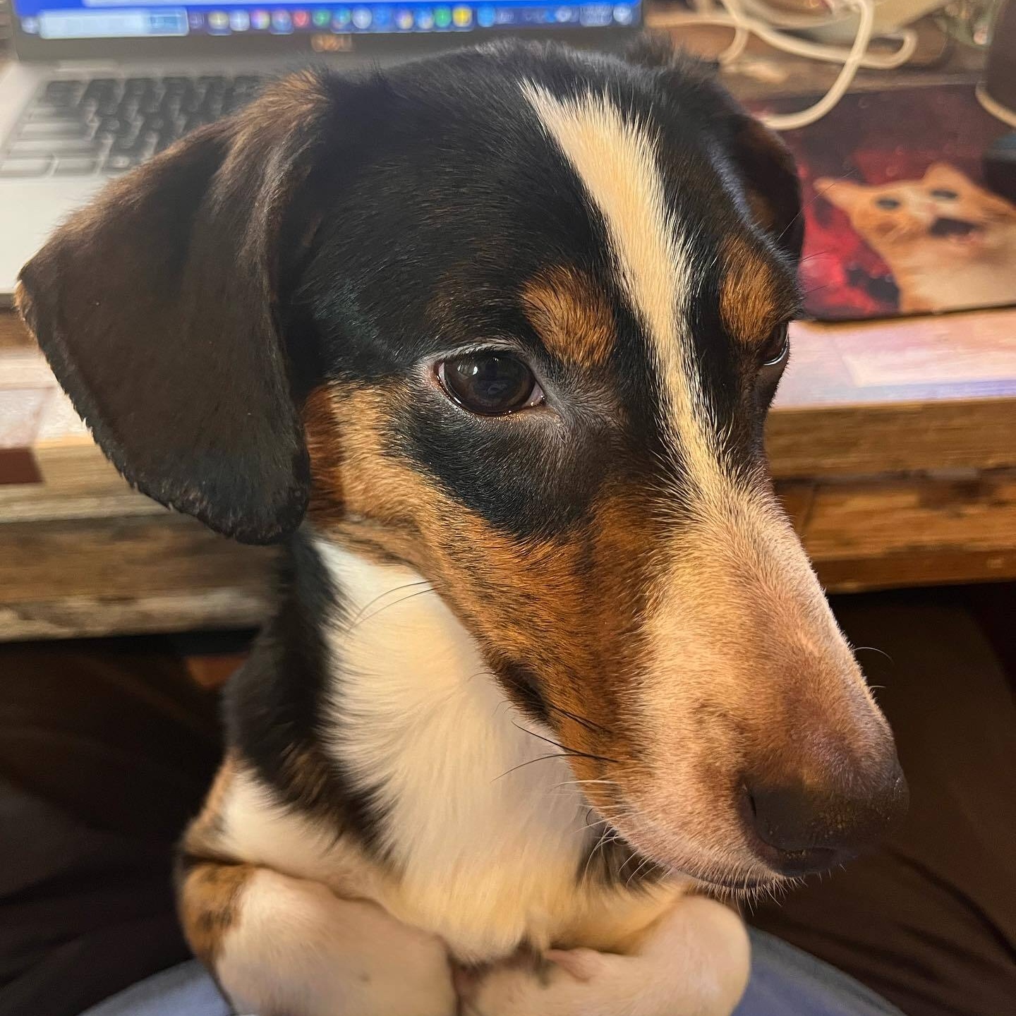 Ruben, Adopted, Young Male Dachshund & Australian Shepherd.