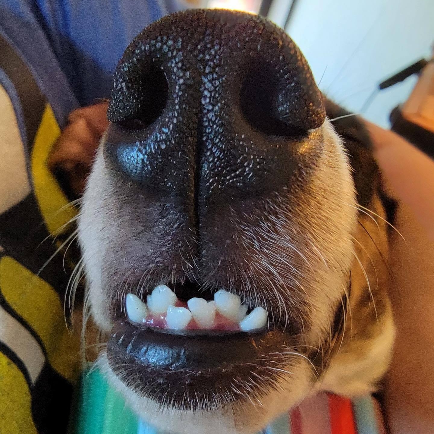 Enlarge Ruben, a Adopted mixed breed in Sandy, UT image 5/6