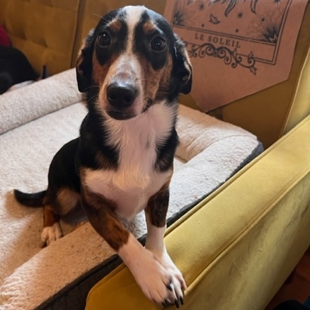 Enlarge Ruben, a Adopted mixed breed in Sandy, UT image 2/6