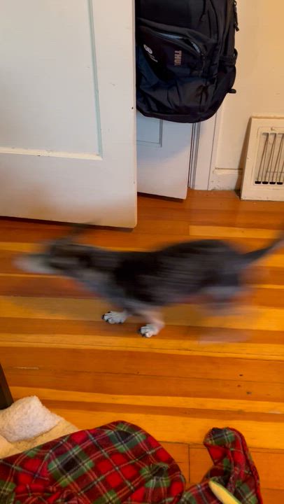 Enlarge Ruben, a Adopted mixed breed in Sandy, UT video 6/6