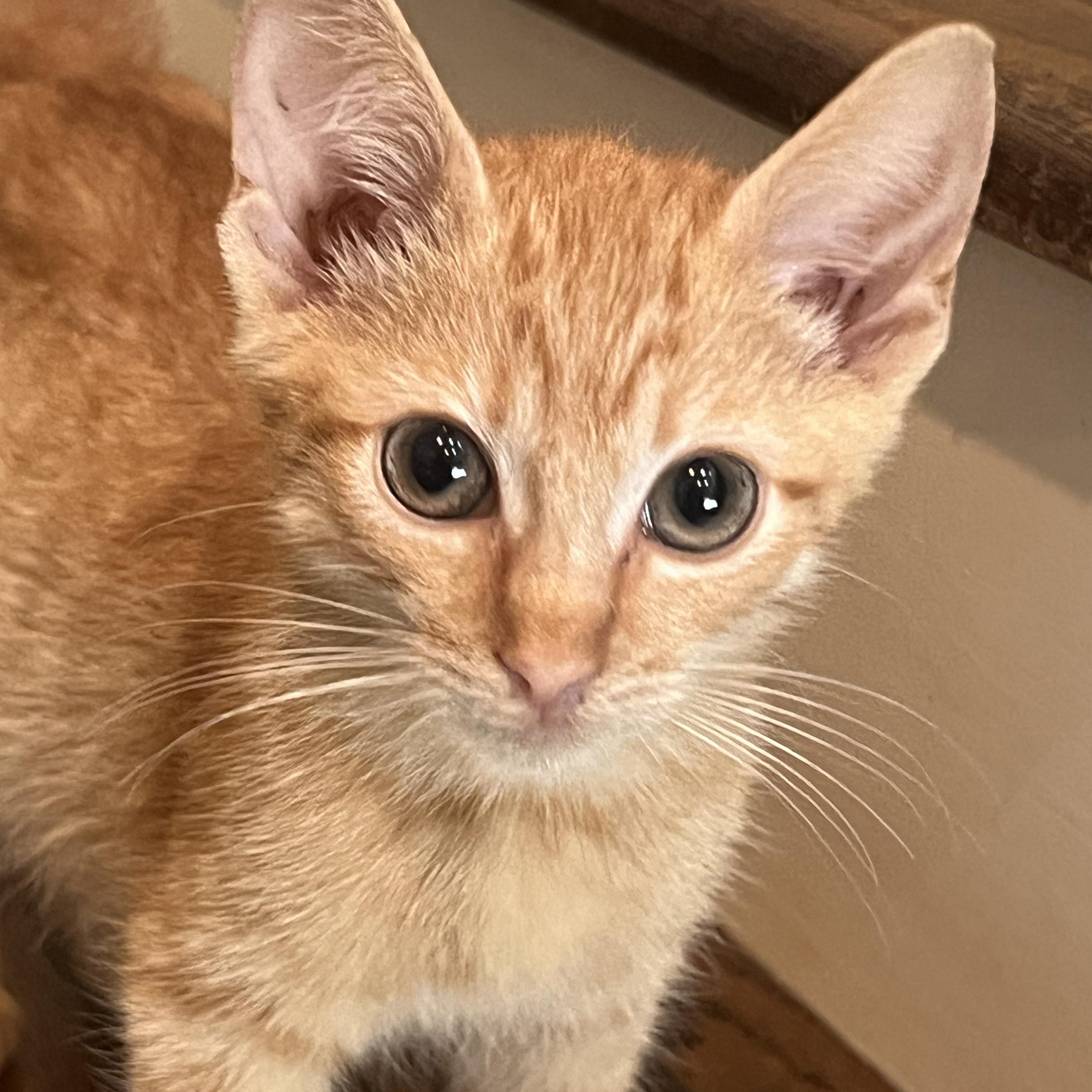 Enlarge Minnow, an adopted Domestic Short Hair in Sewaren, NJ image 3/5