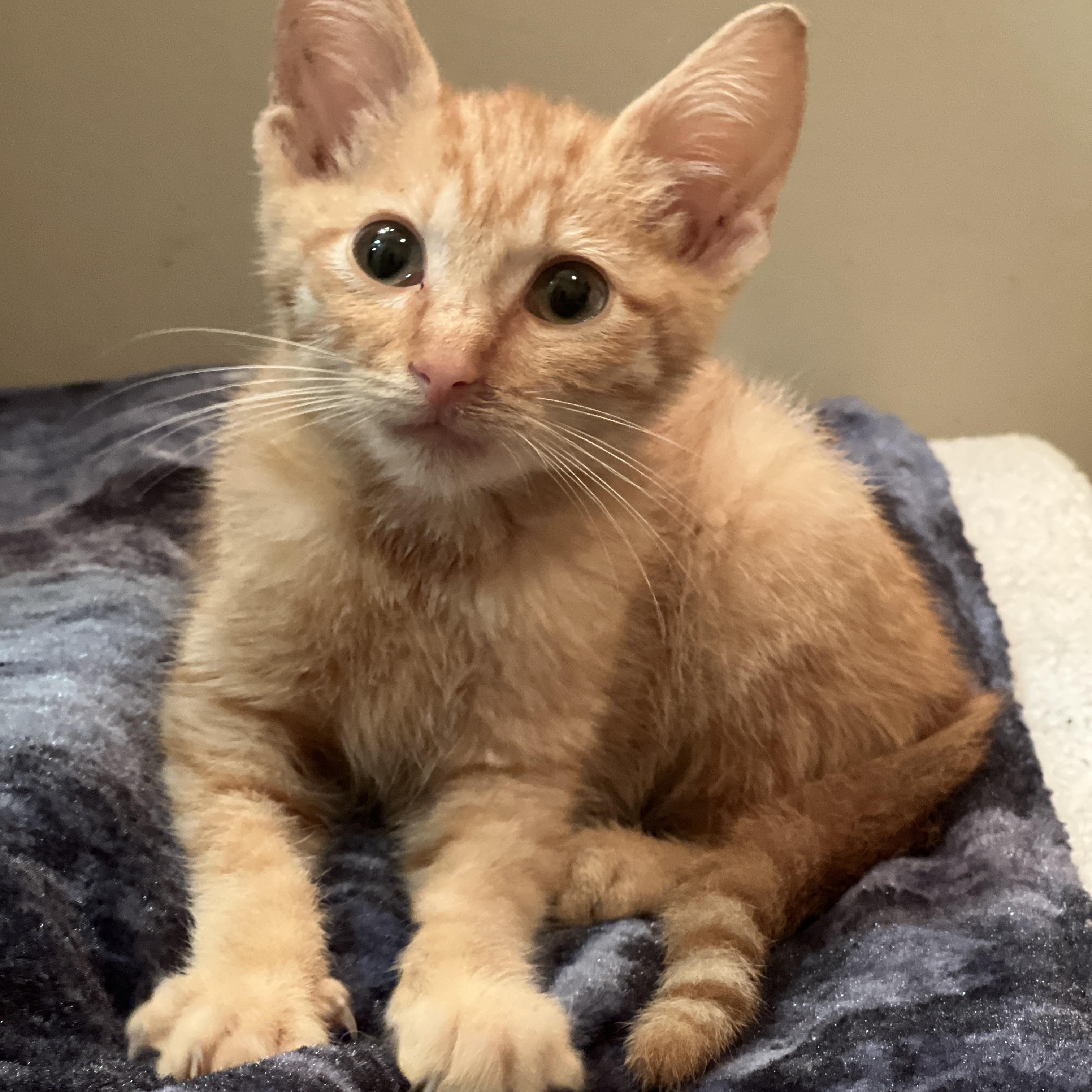 Enlarge Minnow, an adopted Domestic Short Hair in Sewaren, NJ image 5/5