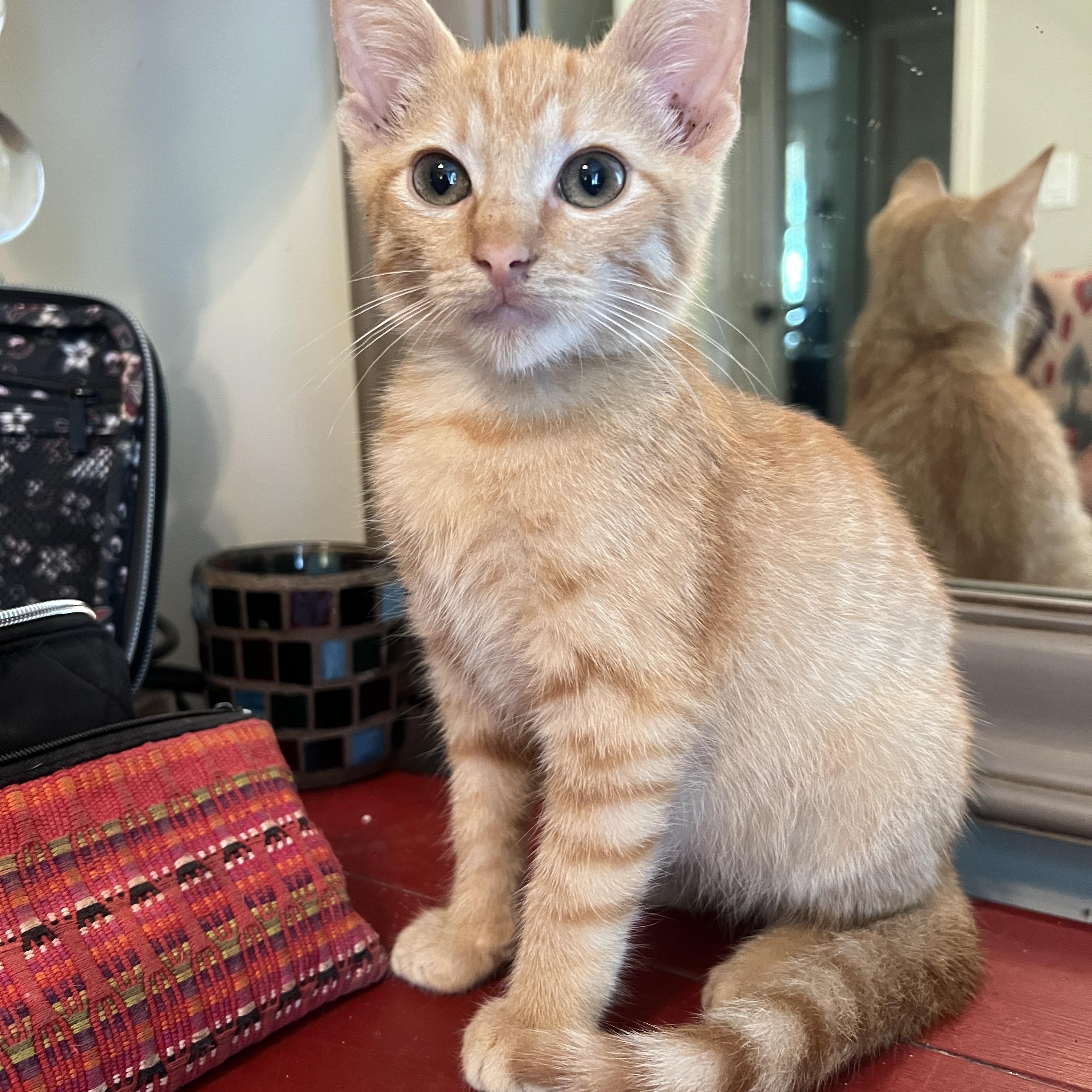 Enlarge Minnow, an adopted Domestic Short Hair in Sewaren, NJ image 4/5