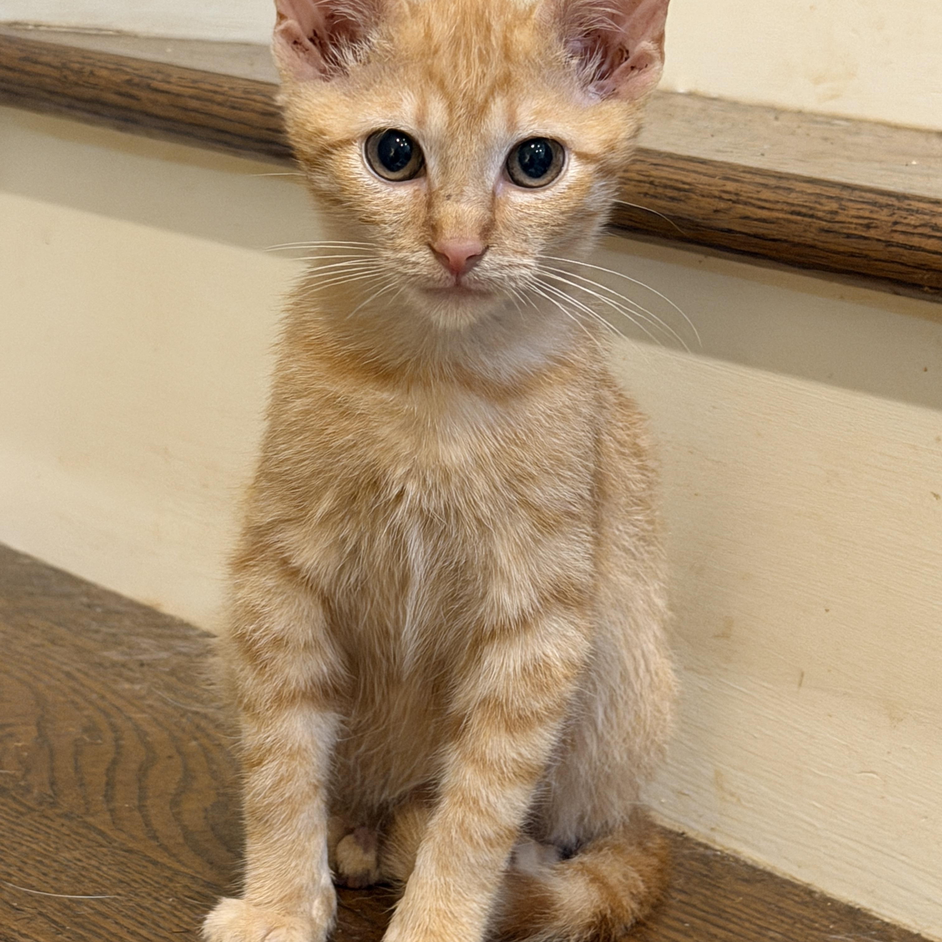 Enlarge Minnow, an adopted Domestic Short Hair in Sewaren, NJ image 1/5