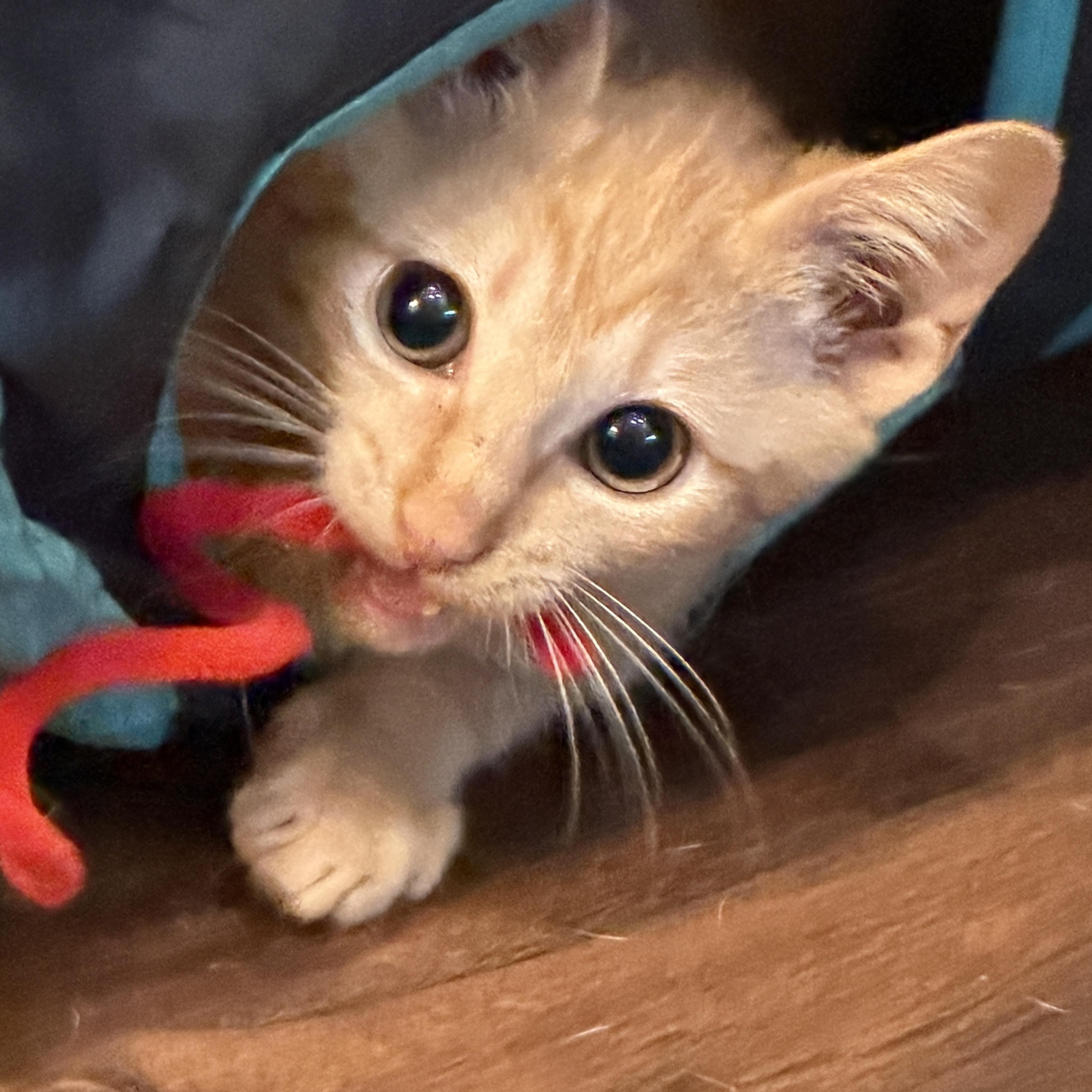 Enlarge Minnow, an adopted Domestic Short Hair in Sewaren, NJ image 2/5