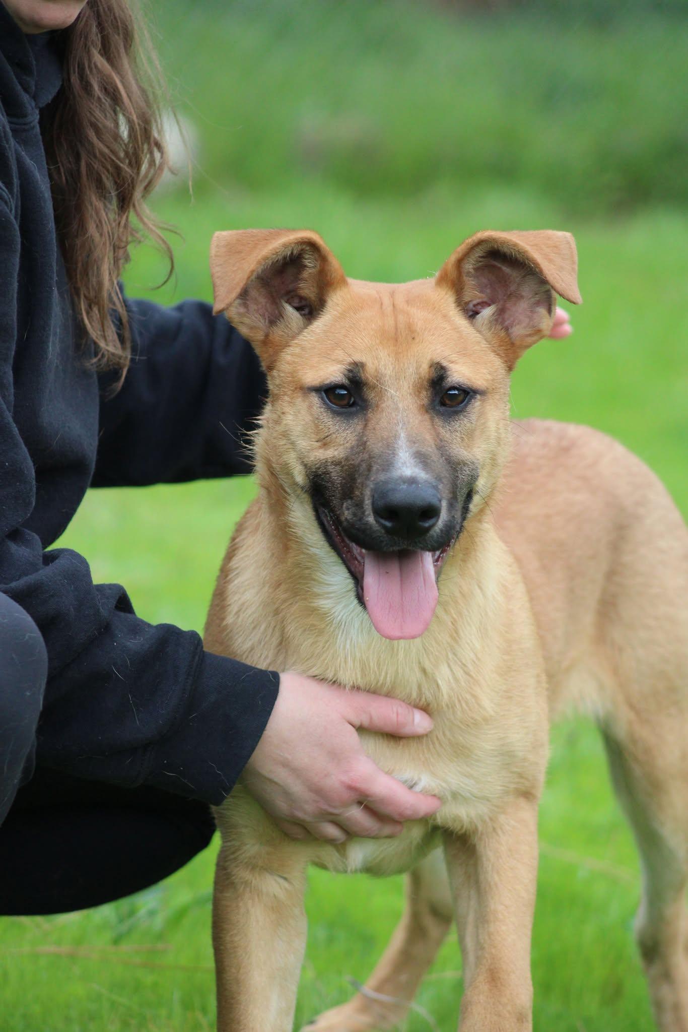 Andy, an adoptable Shepherd in Weaverville, CA, 96093 | Photo Image 1