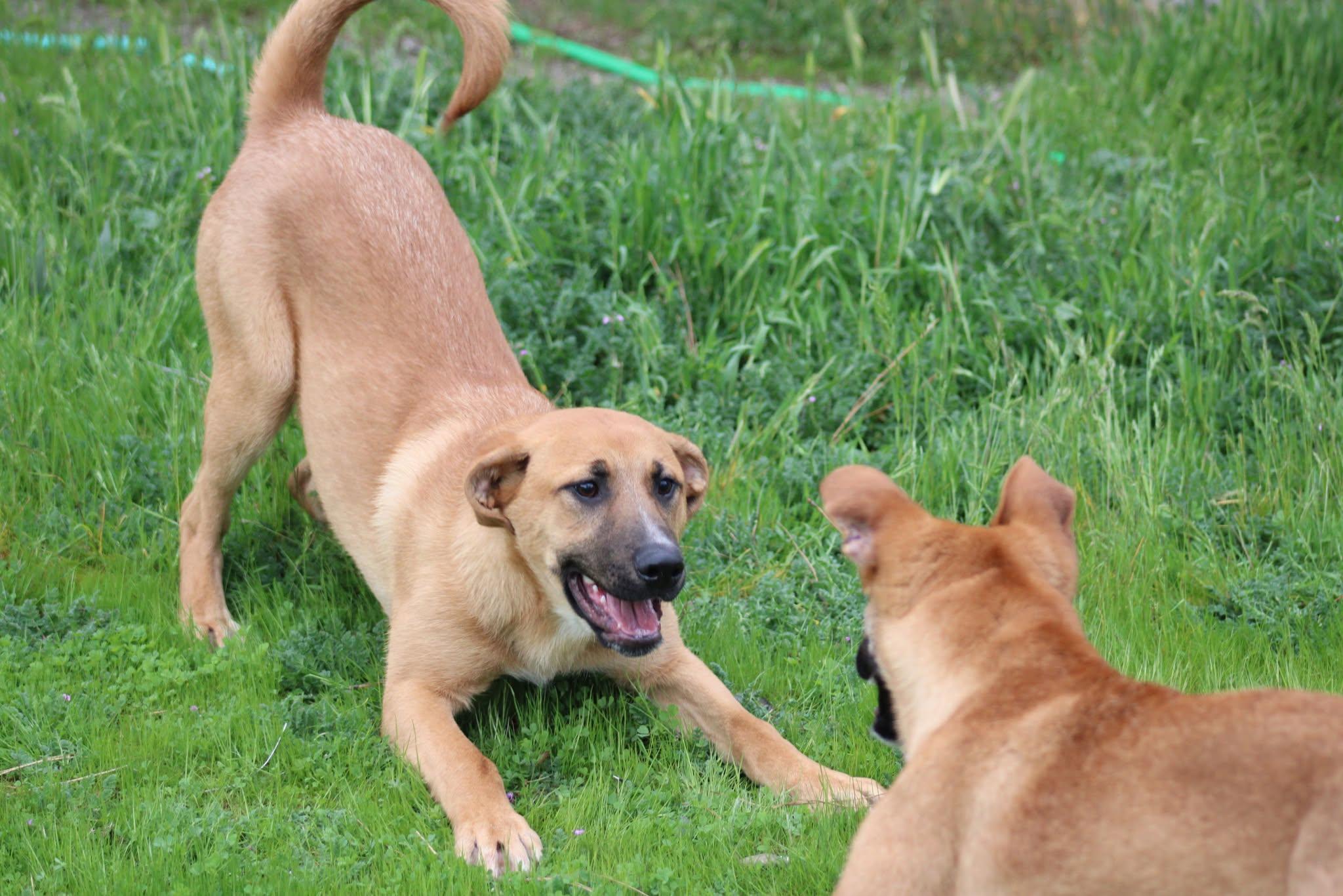 Andy, an adoptable Shepherd in Weaverville, CA, 96093 | Photo Image 4