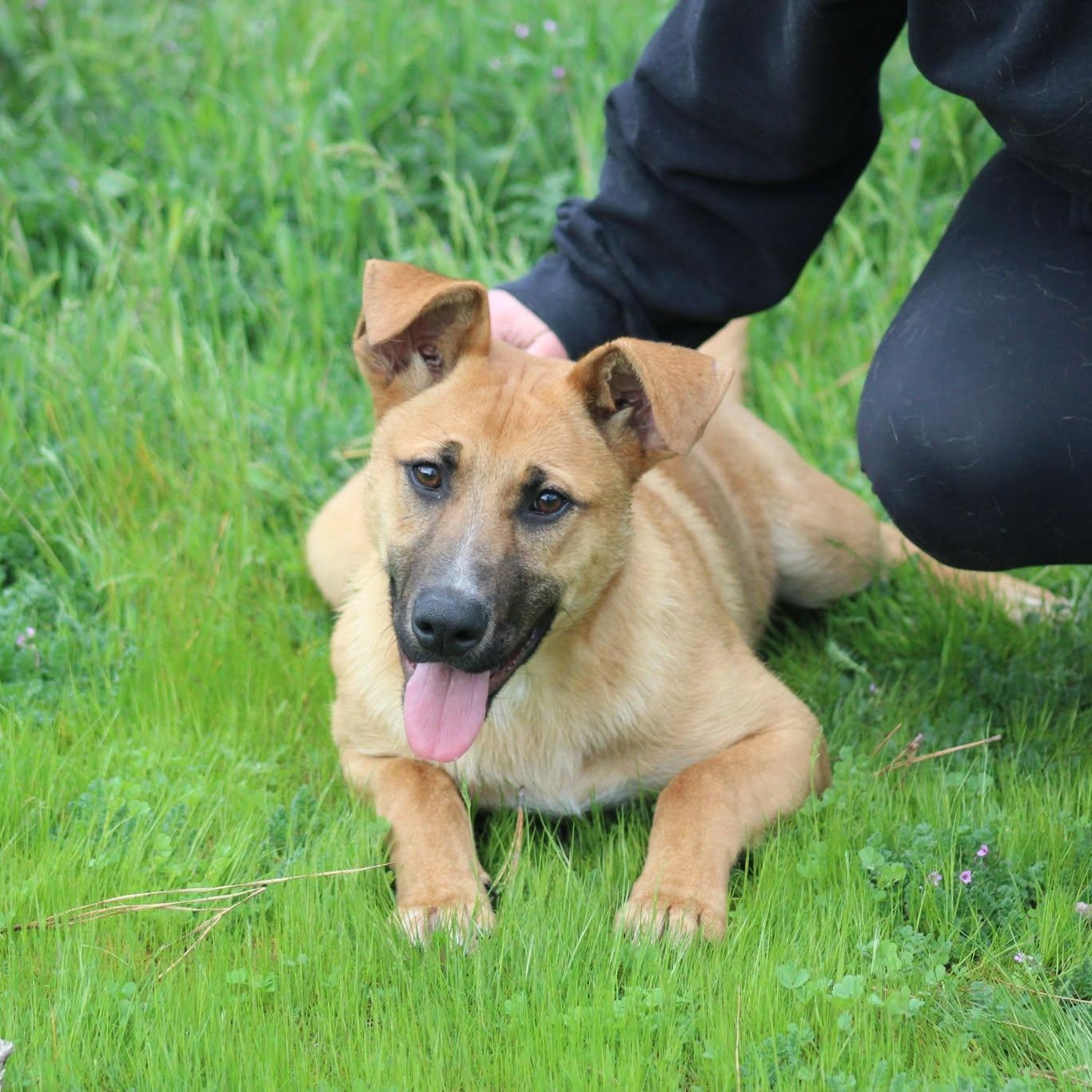 Andy, an adoptable Shepherd in Weaverville, CA, 96093 | Photo Image 2