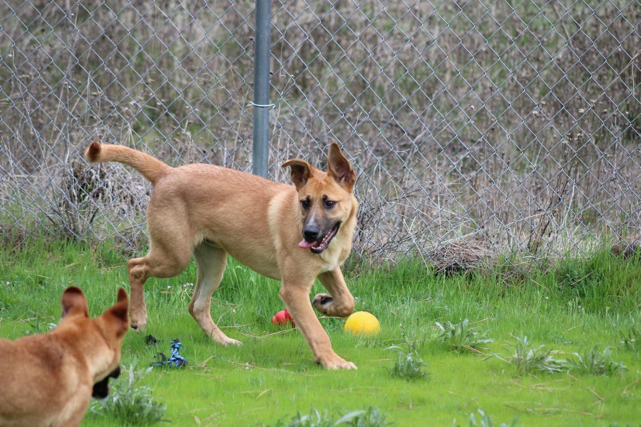 Andy, an adoptable Shepherd in Weaverville, CA, 96093 | Photo Image 3