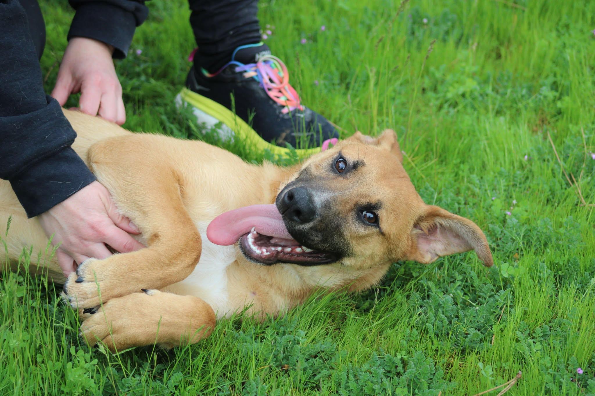 Andy, an adoptable Shepherd in Weaverville, CA, 96093 | Photo Image 5