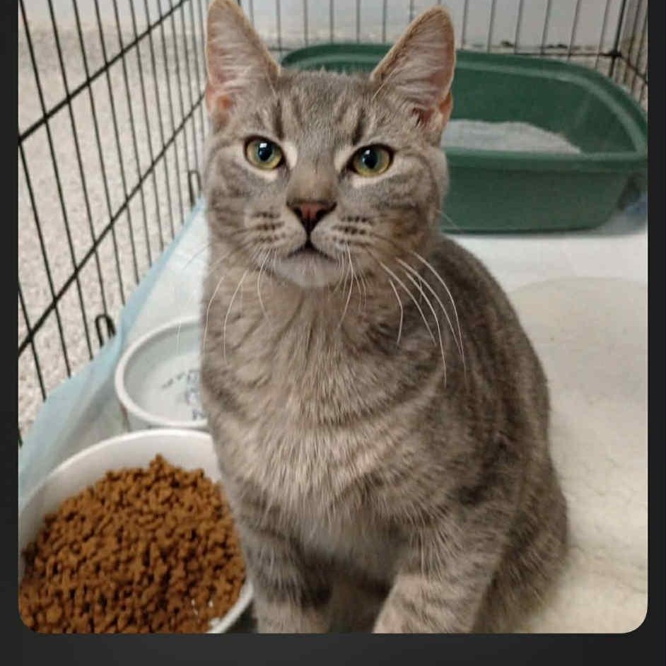 Enlarge Juniper, a ADOPTABLE Domestic Short Hair in Monson, MA image 1/1