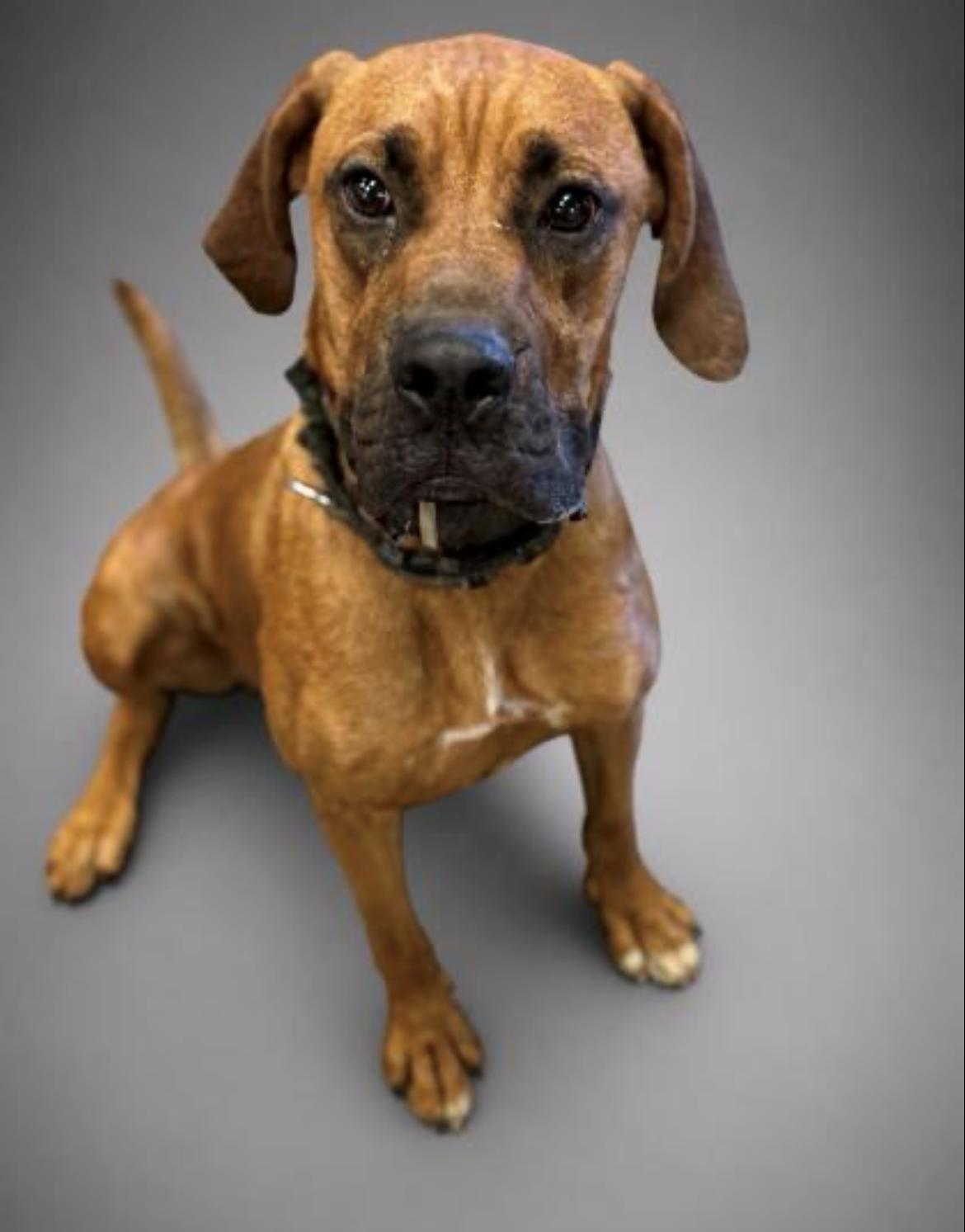 Enlarge Bodie, a Adoptable mixed breed in Washington, NJ image 1/1