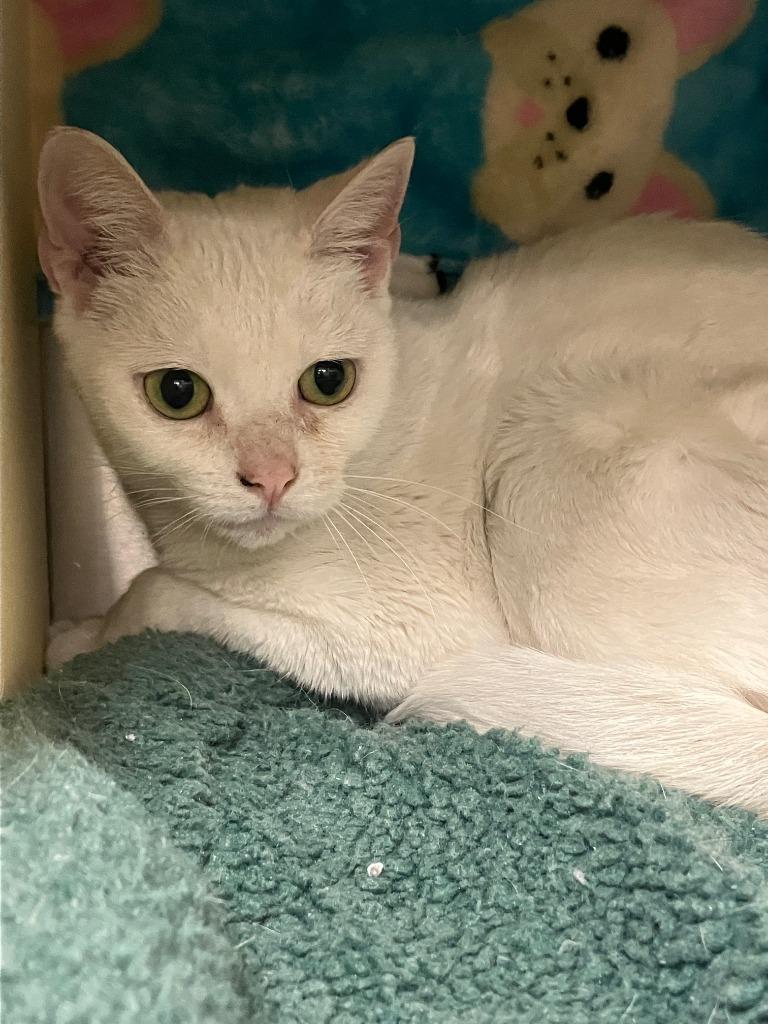 Blossom, Adoptable, Adult Female Domestic Short Hair.