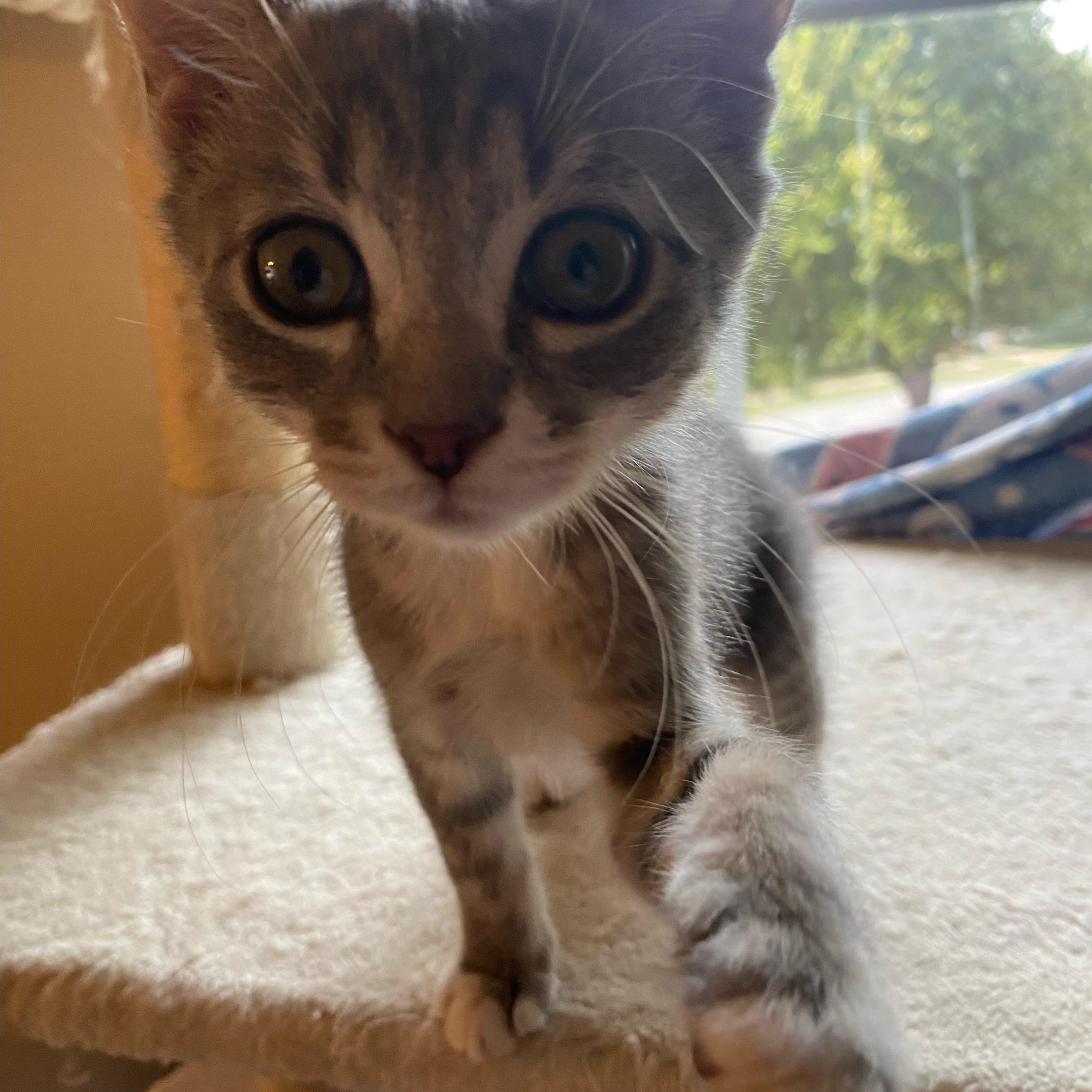 Crime and Punishment, a Adopted Domestic Short Hair in Athens, GA image 2/3