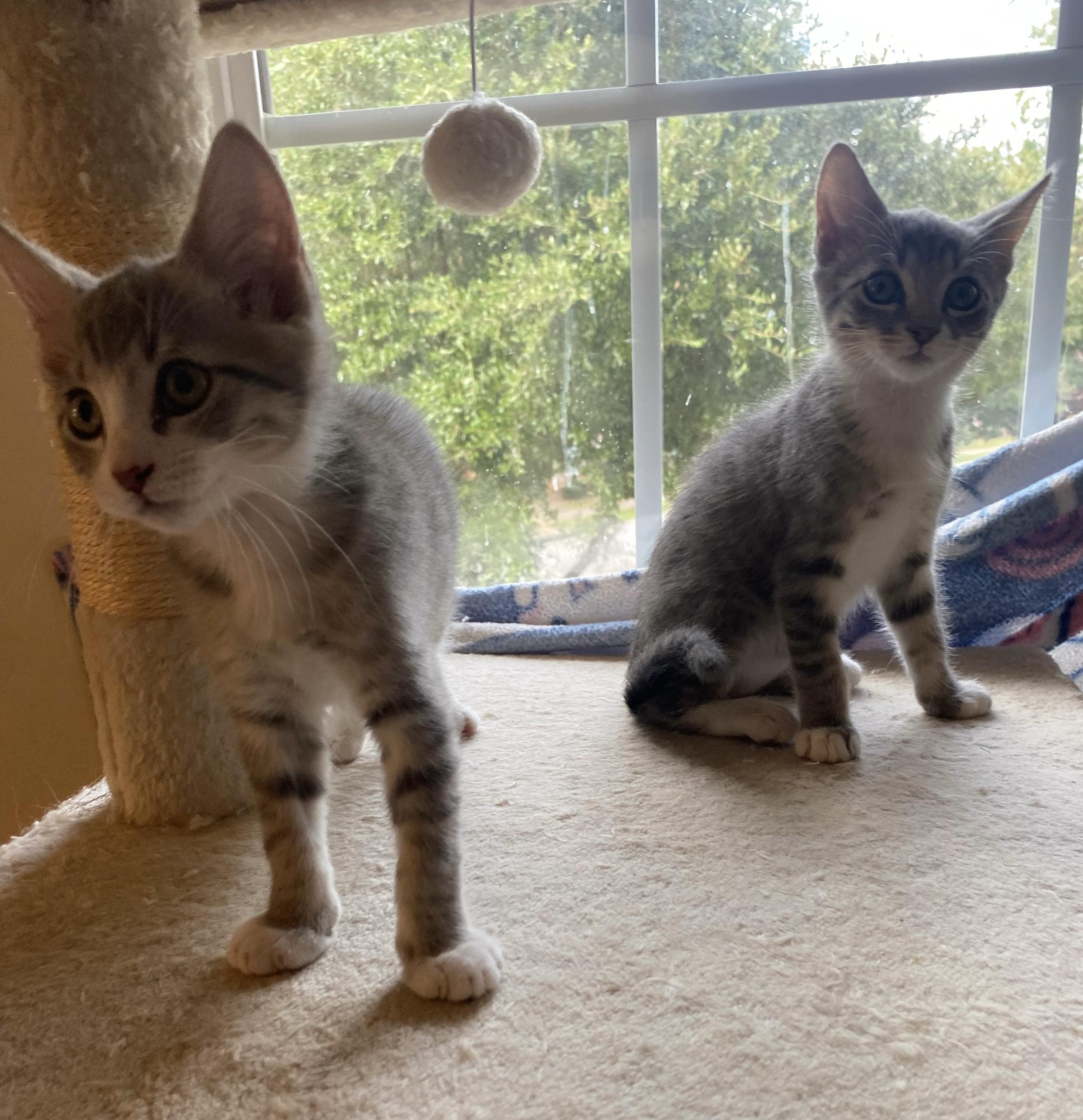 Crime and Punishment, Adopted, Kitten Female Domestic Short Hair.