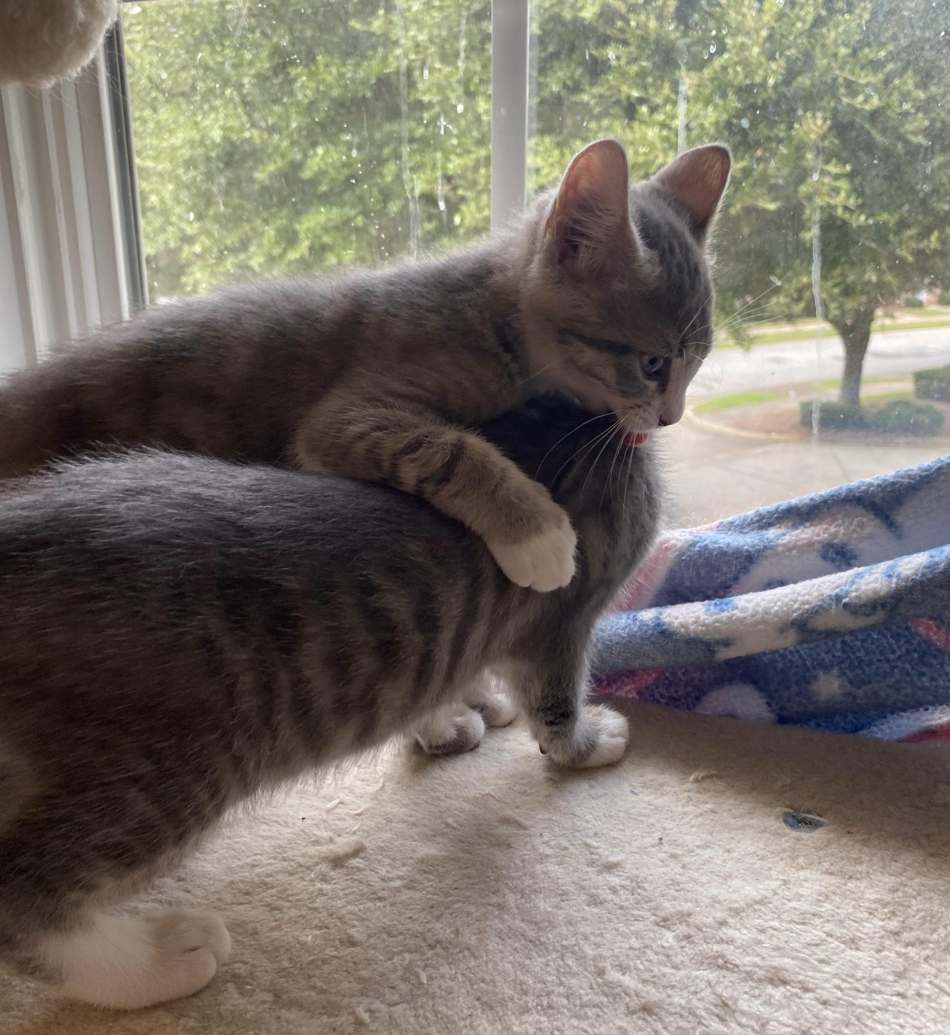 Crime and Punishment, a Adopted Domestic Short Hair in Athens, GA image 3/3