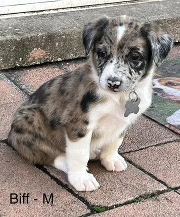 Biff, Adoptable, Puppy Male Australian Shepherd.