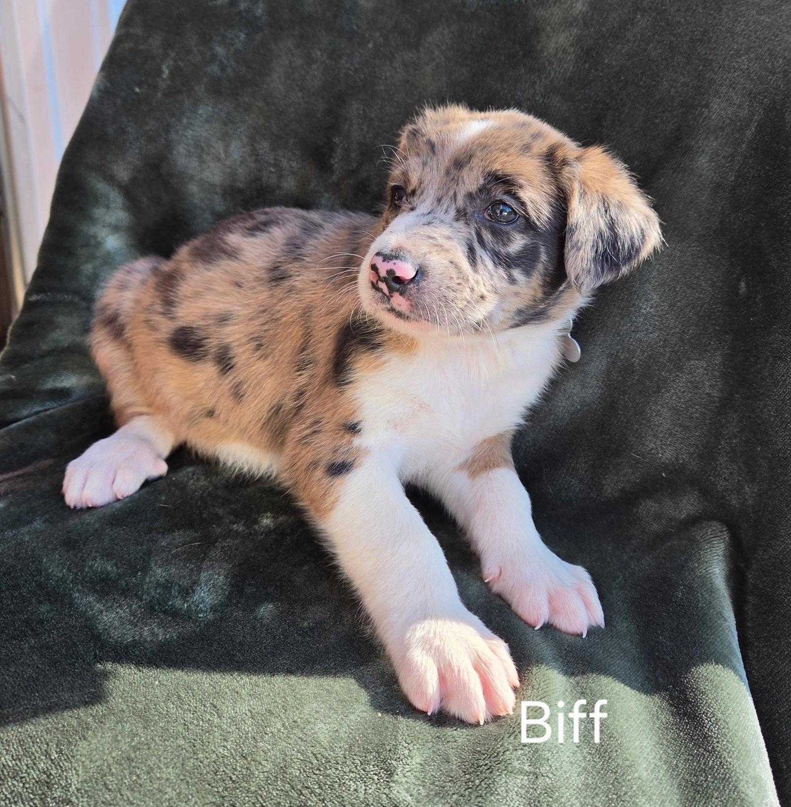 Enlarge Biff, a Adoptable Australian Shepherd in Hillside, IL image 2/3