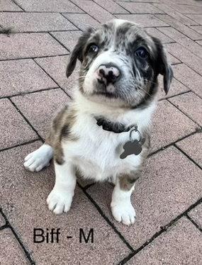 Enlarge Biff, a Adoptable Australian Shepherd in Hillside, IL image 3/3