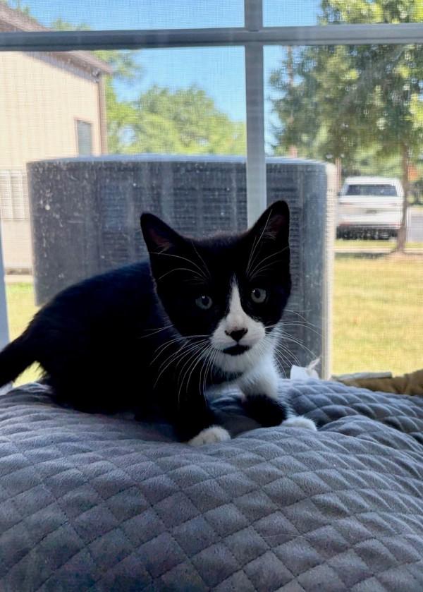 Bliss (bonded With Baxter), Adoptable, Young Female Domestic Short Hair.