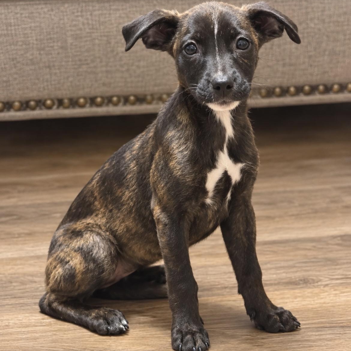 Betty, Adoptable, Puppy Female Terrier.