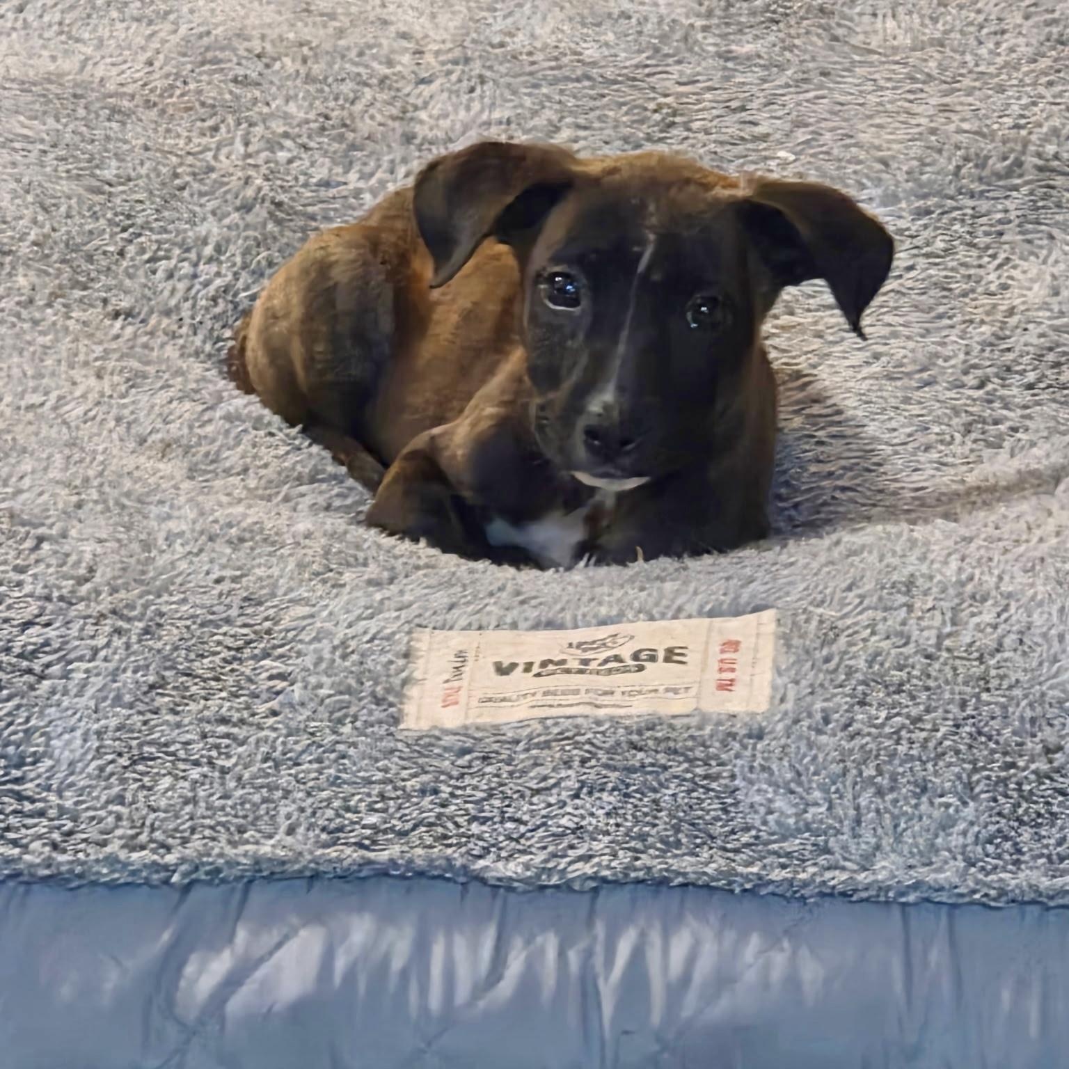 Enlarge Betty, a Adoptable mixed breed in Waxhaw, NC image 2/2