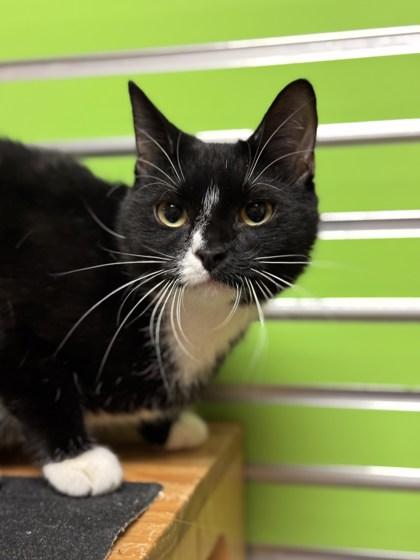 Enlarge Story, a Adoptable mixed breed in Madison, WI image 1/1