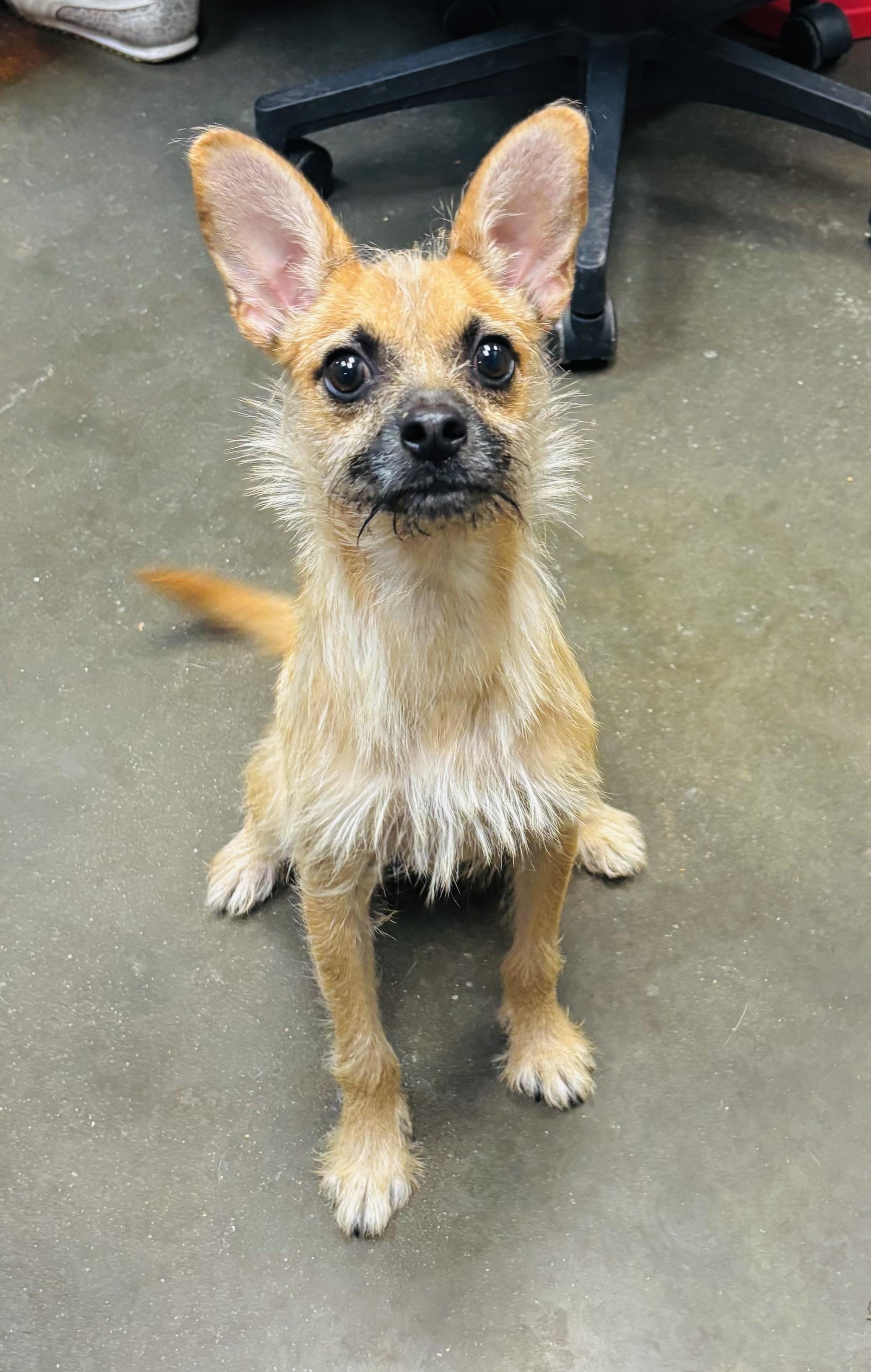 Enlarge Stitch, a Adoptable mixed breed in Council Bluffs, IA image 1/1