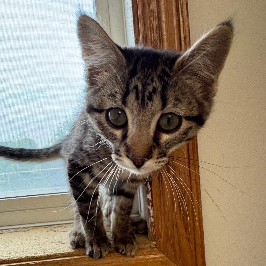 Pippa, Adoptable, Kitten Female Domestic Short Hair.