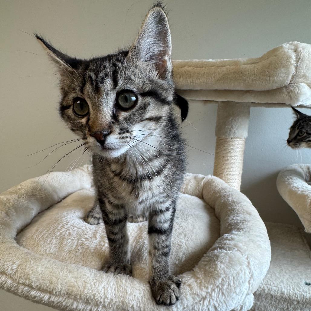 Enlarge Pippa, a Adoptable Domestic Short Hair in Milford, IA image 2/6