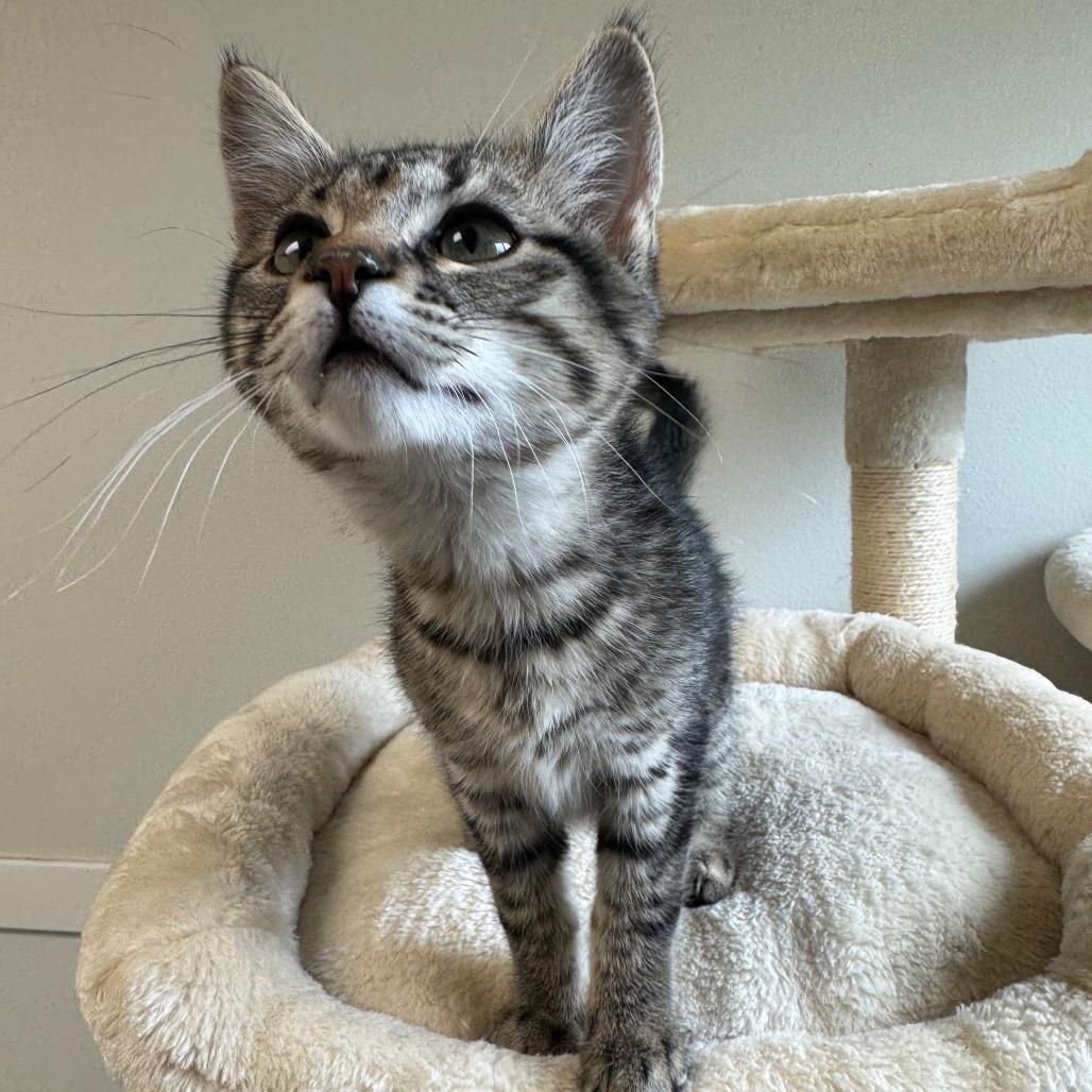 Enlarge Pippa, a Adoptable Domestic Short Hair in Milford, IA image 3/6