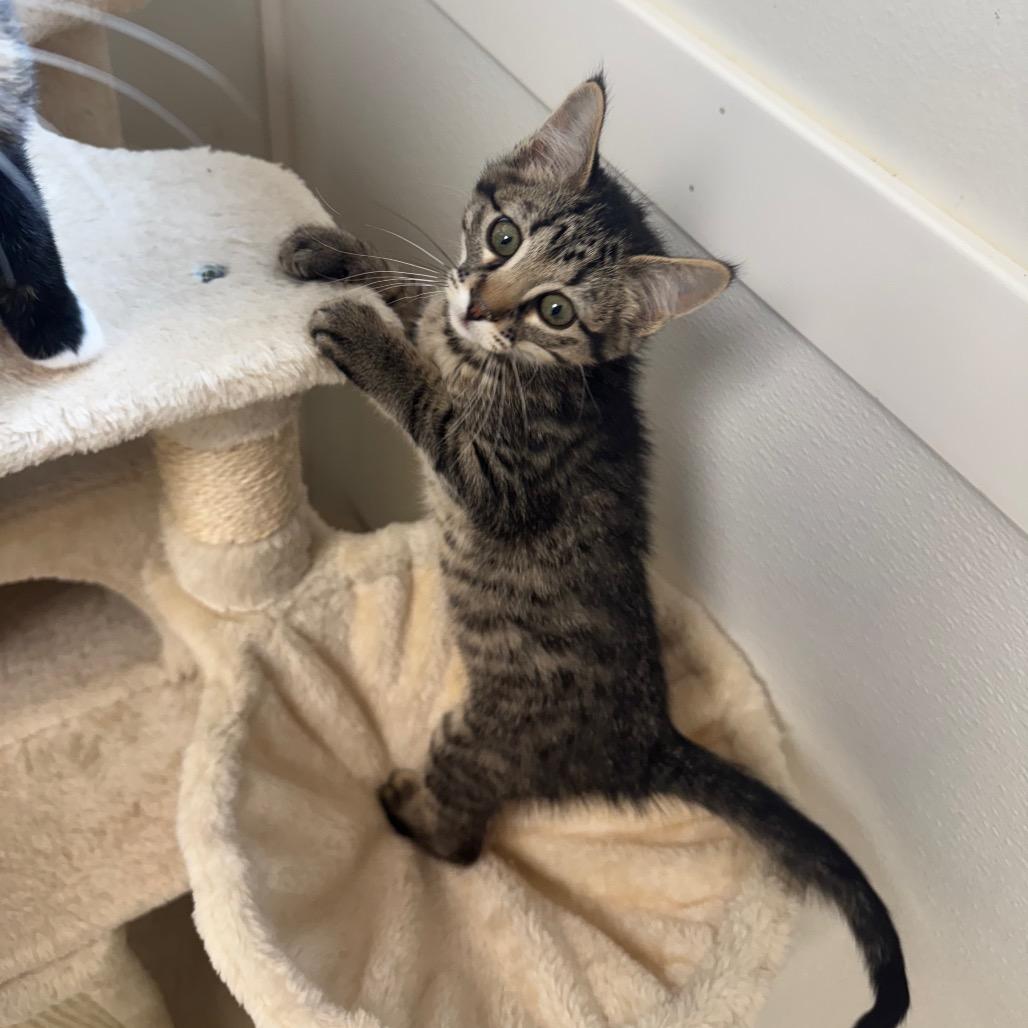 Enlarge Pippa, a Adoptable Domestic Short Hair in Milford, IA image 4/6