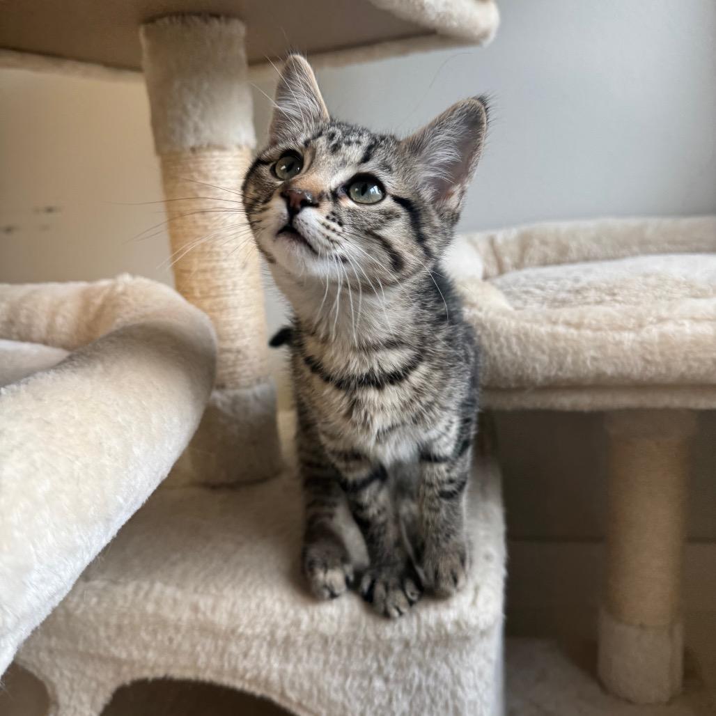 Enlarge Pippa, a Adoptable Domestic Short Hair in Milford, IA image 5/6