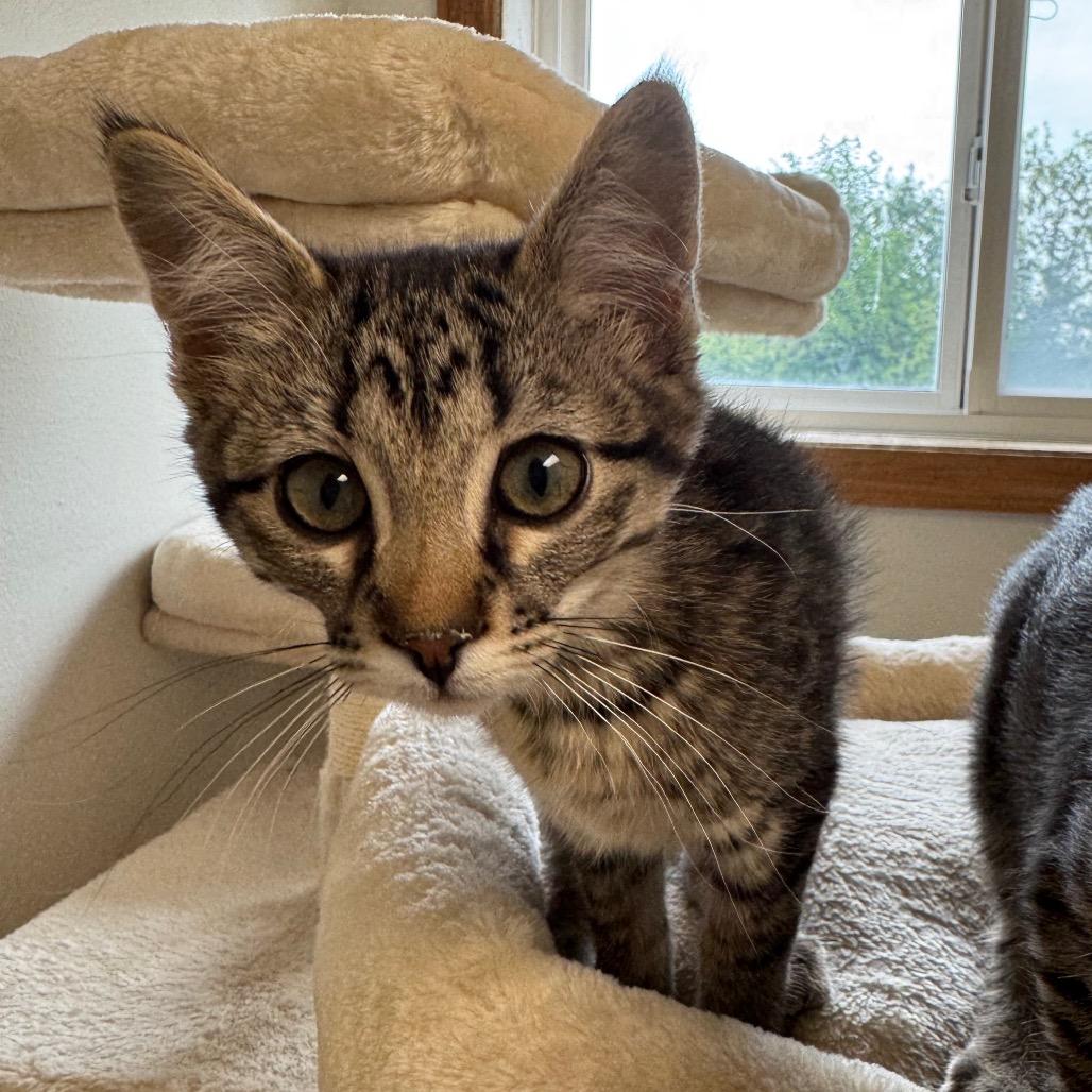 Enlarge Pippa, a Adoptable Domestic Short Hair in Milford, IA image 6/6