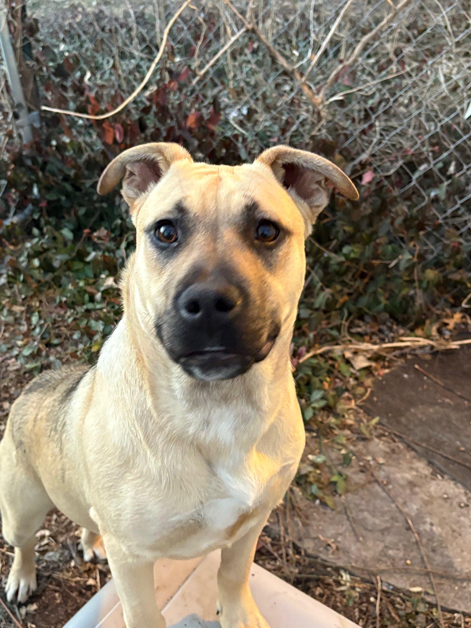 Enlarge Blueberry, a ADOPTABLE mixed breed in Manhattan, KS image 3/6