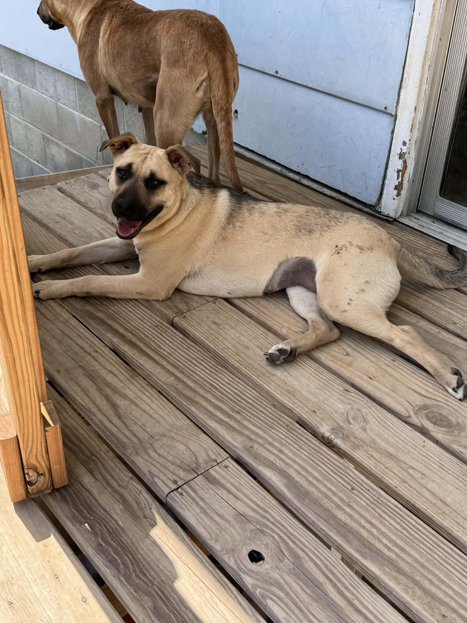 Enlarge Blueberry, a ADOPTABLE mixed breed in Manhattan, KS image 2/6