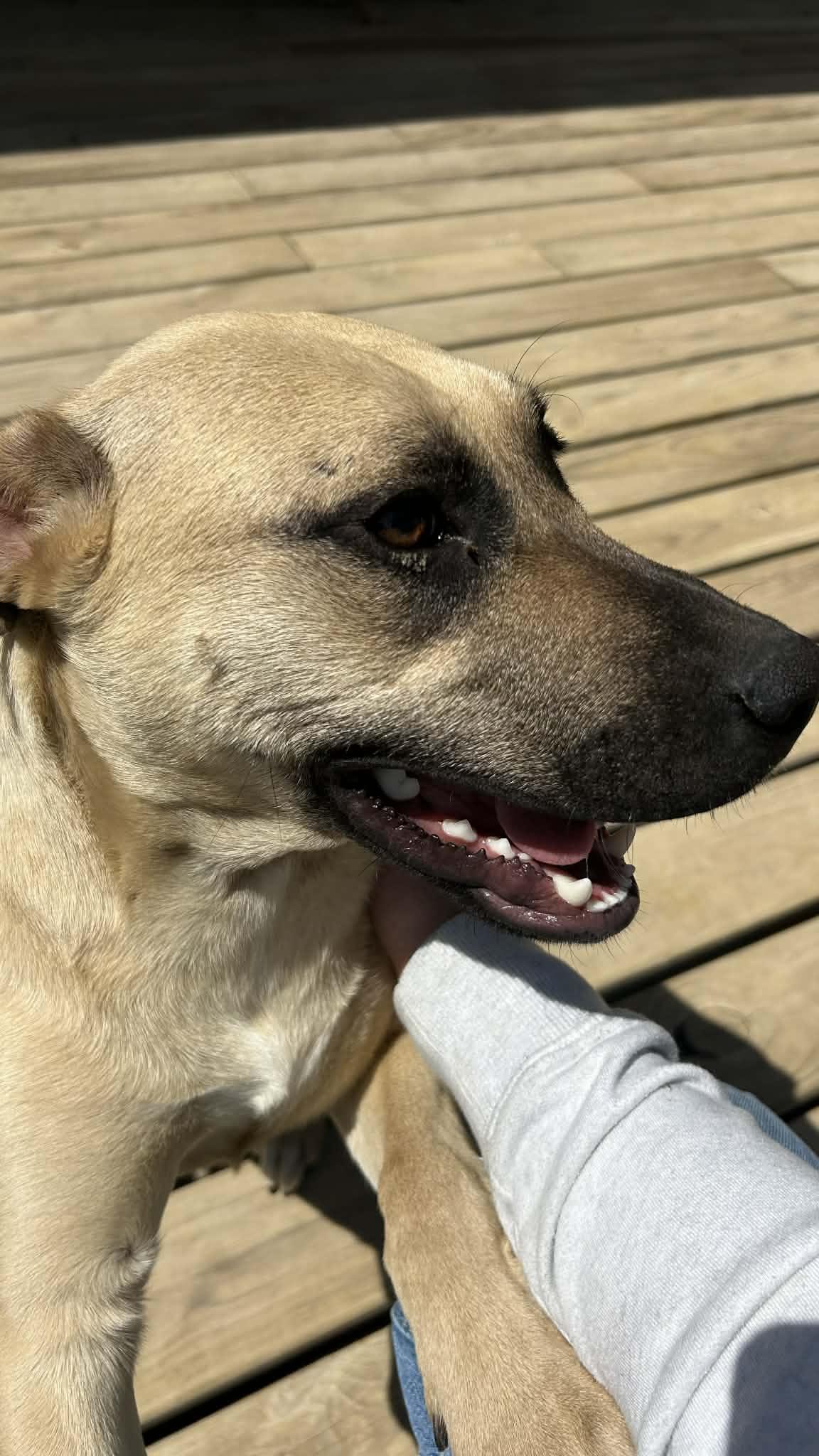 Enlarge Blueberry, a ADOPTABLE mixed breed in Manhattan, KS image 4/6