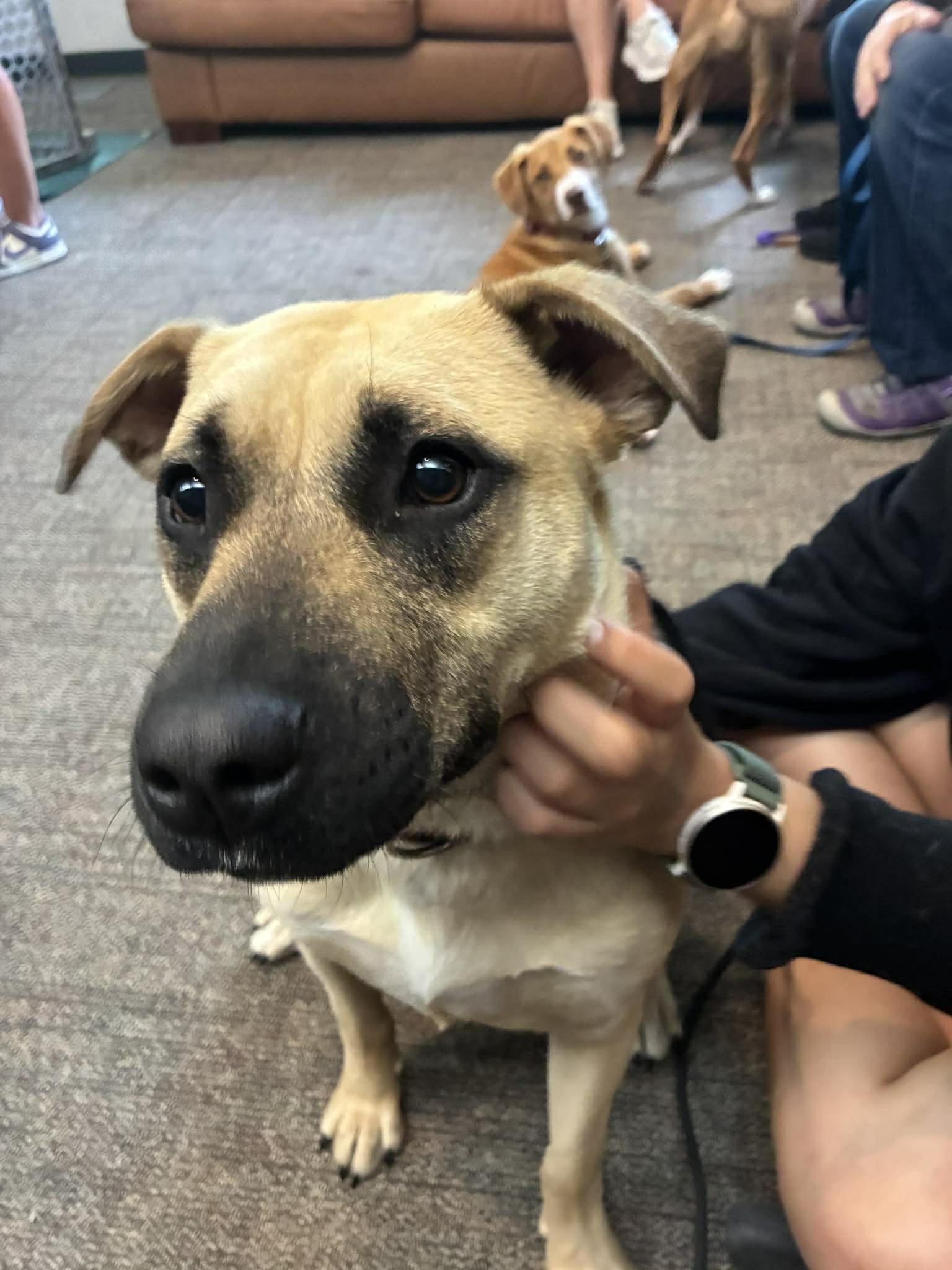 Blueberry, ADOPTABLE, Puppy Female Shepherd.