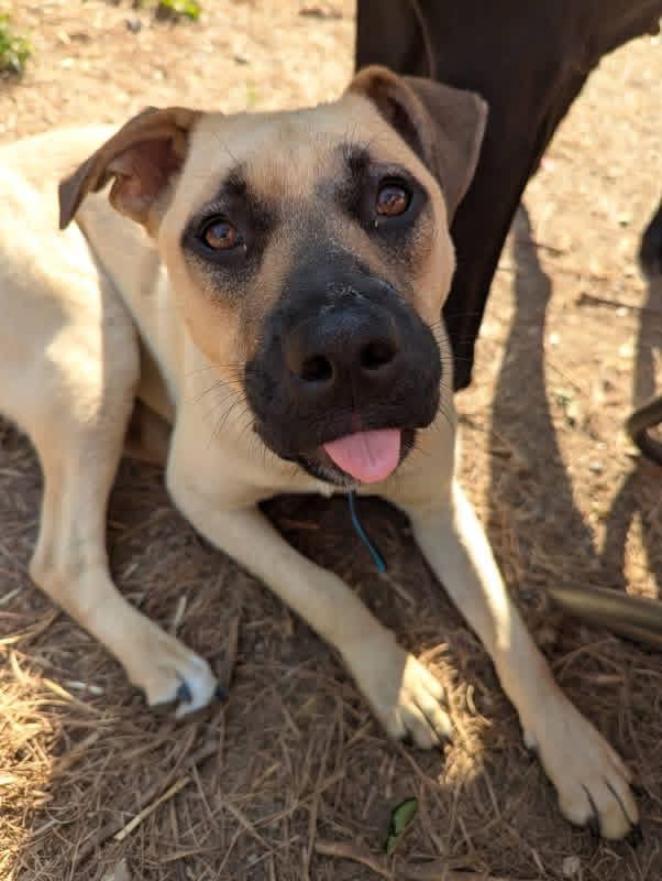 Blueberry, ADOPTABLE, Puppy Female Shepherd.