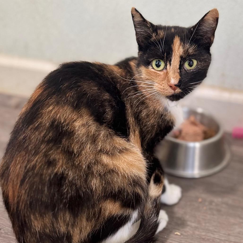 Enlarge Coat of Many Colors, a Adoptable Domestic Short Hair in Fredericksburg, VA image 1/1