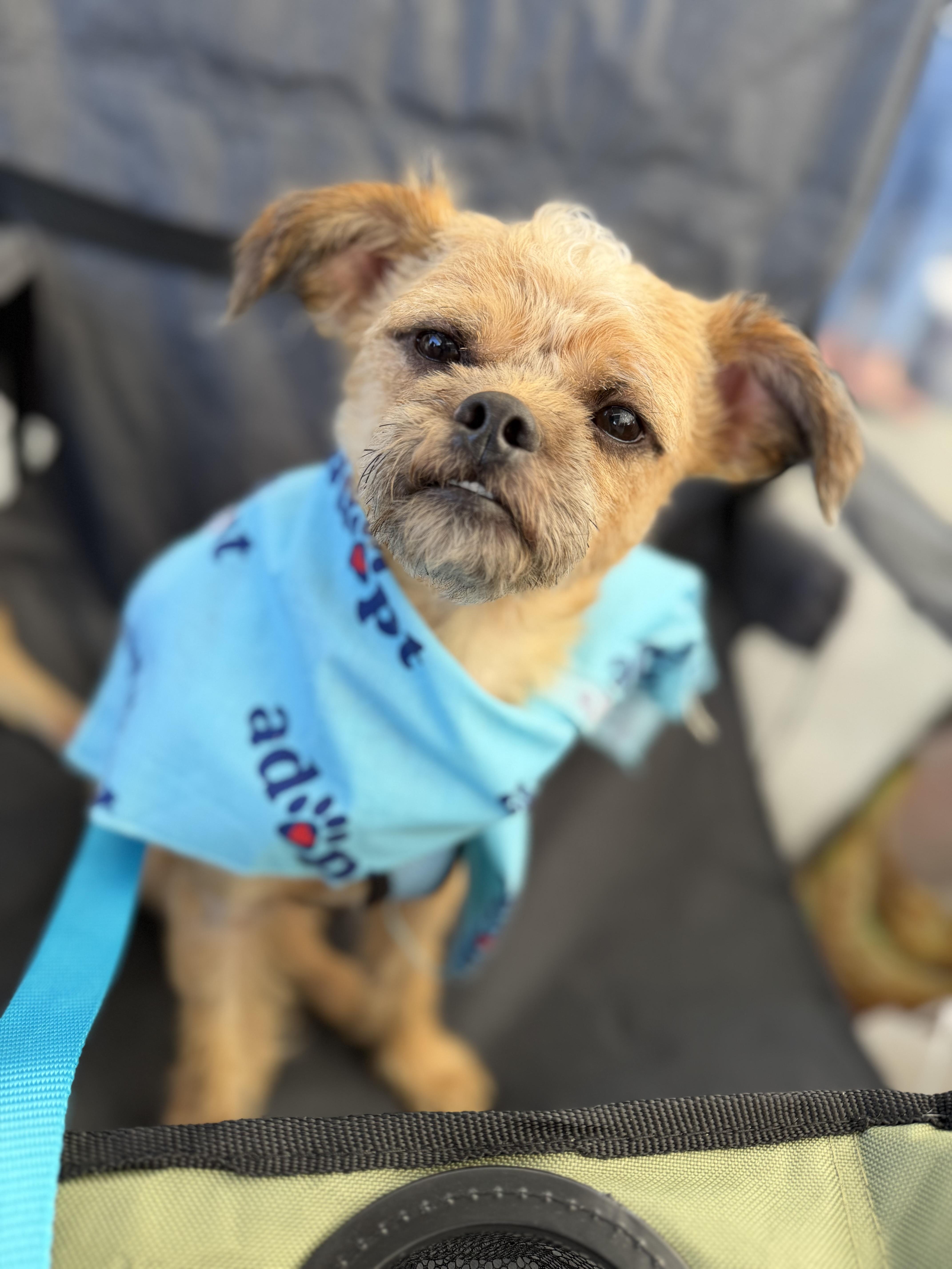 Enlarge Gremlin, a ADOPTABLE mixed breed in Delmar, NY image 3/4