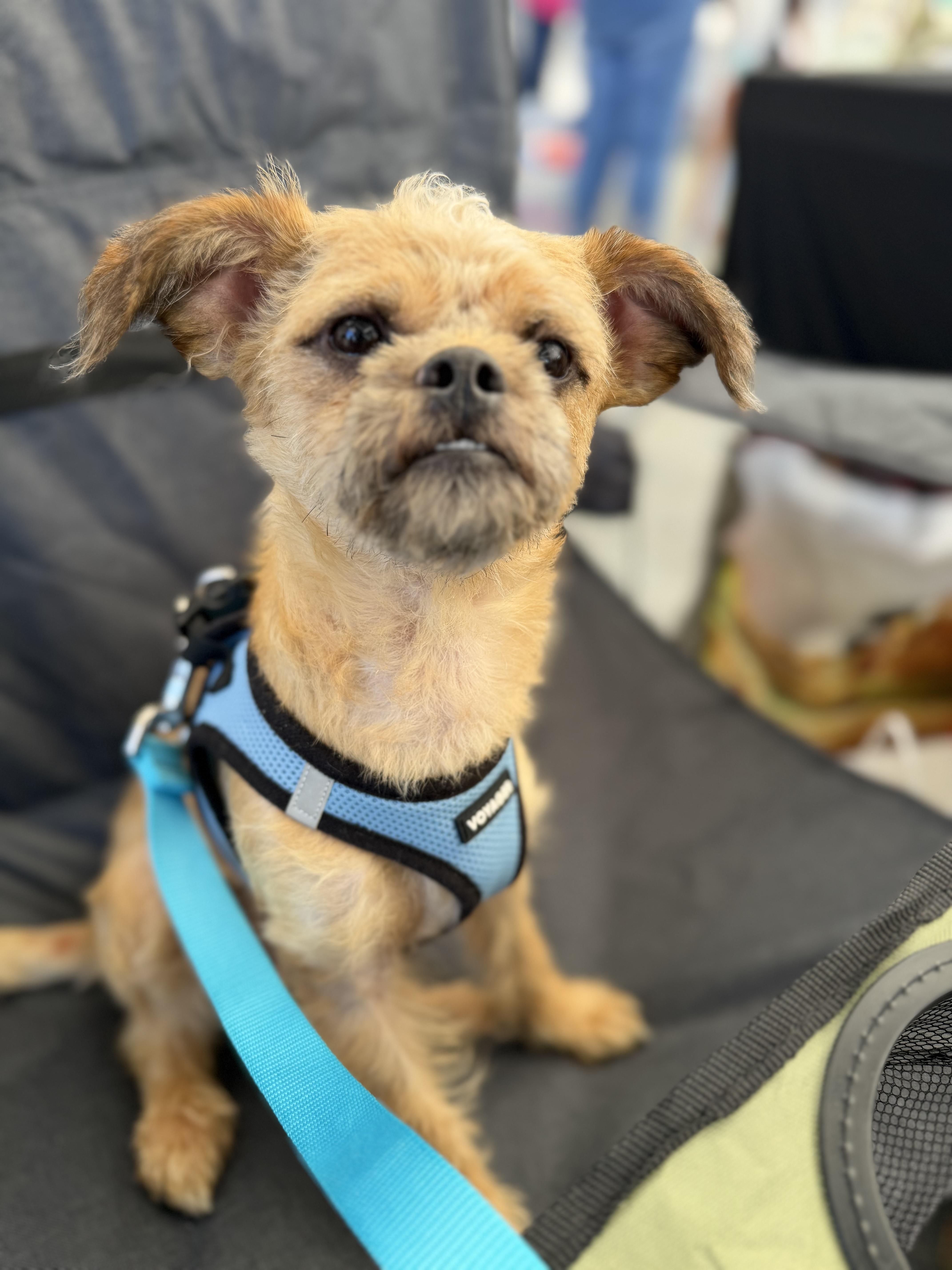 Enlarge Gremlin, a ADOPTABLE mixed breed in Delmar, NY image 4/4