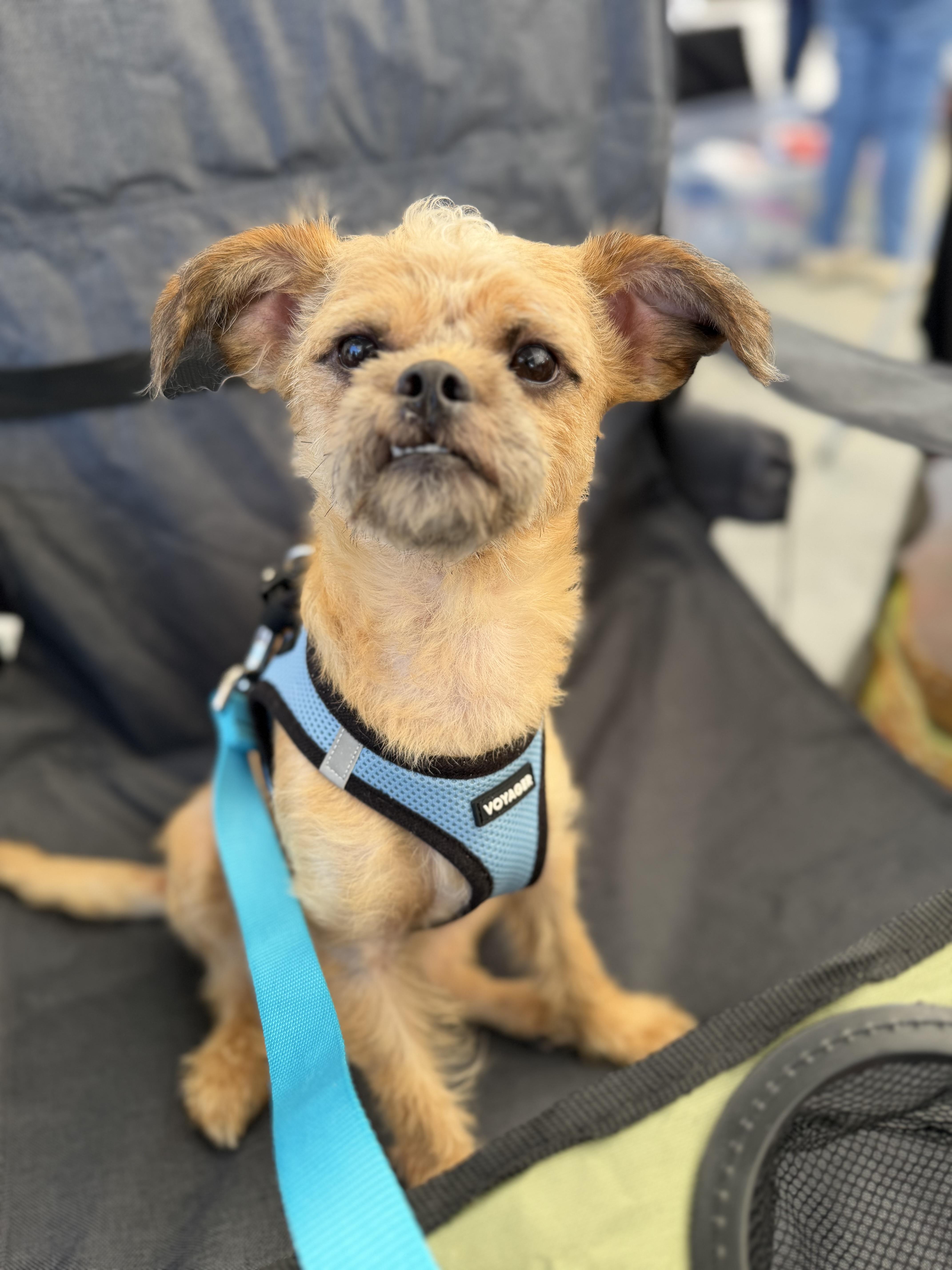 Enlarge Gremlin, a ADOPTABLE mixed breed in Delmar, NY image 1/4