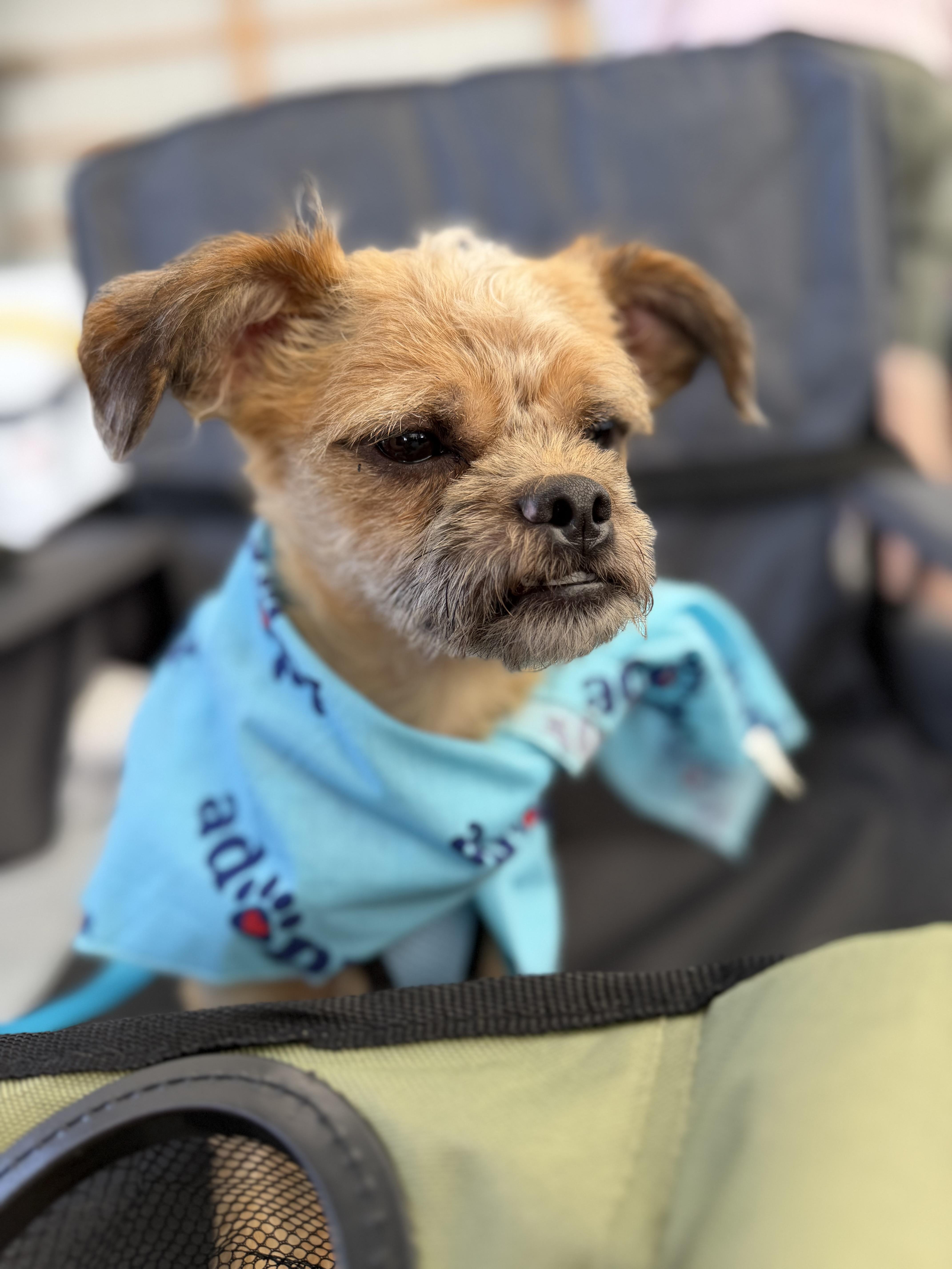 Enlarge Gremlin, a ADOPTABLE mixed breed in Delmar, NY image 2/4