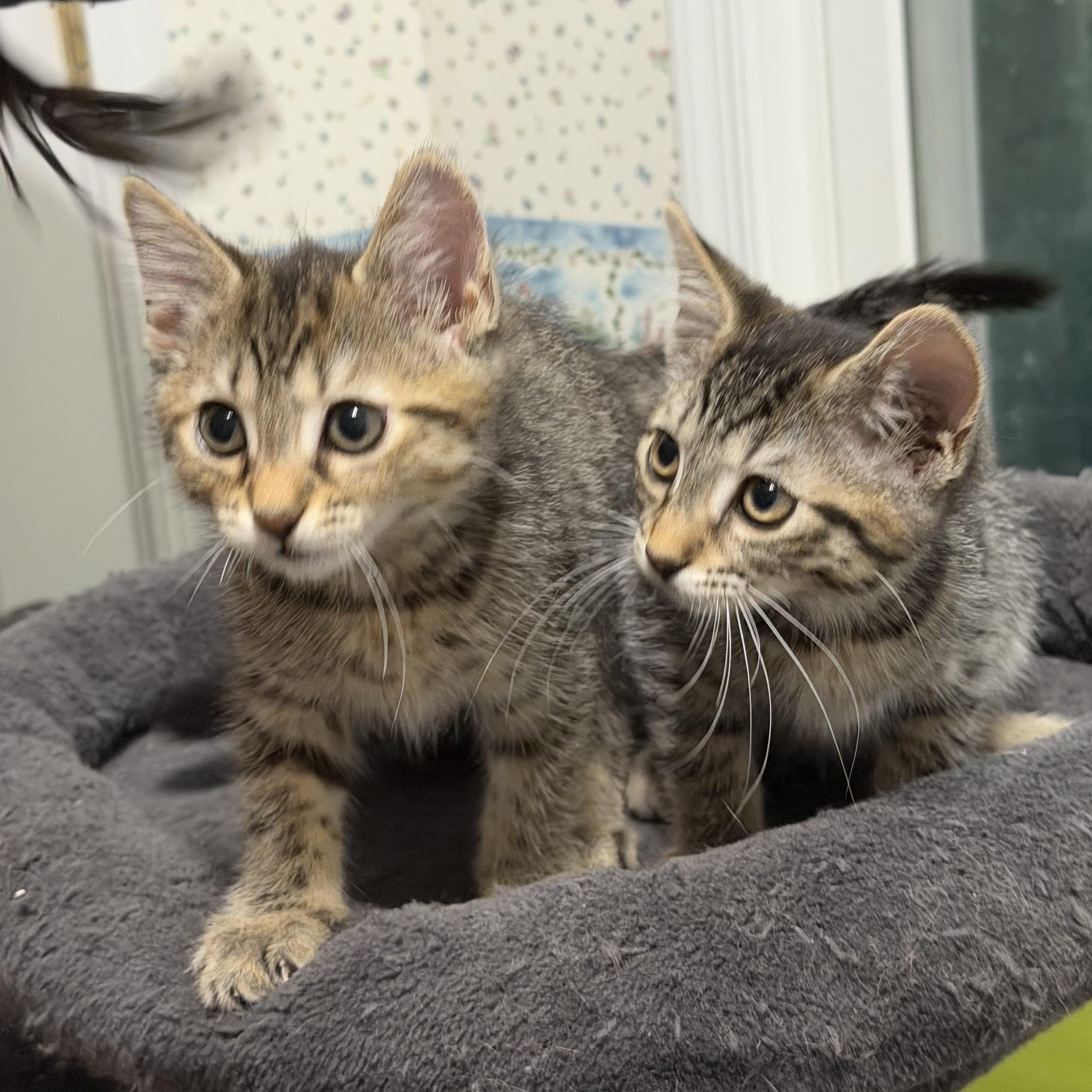 Mochi & Miso, adopted, Kitten Female Domestic Medium Hair.
