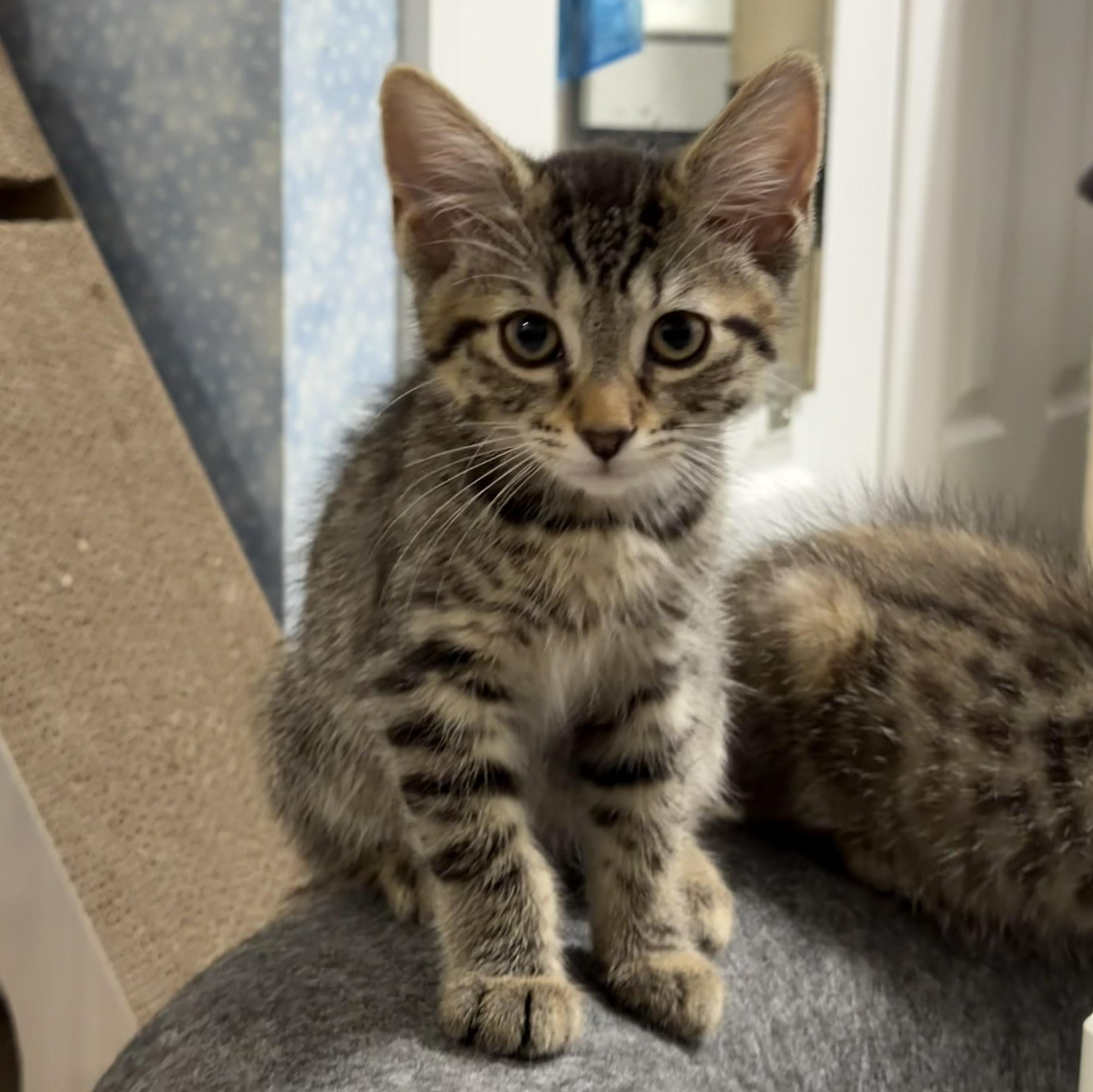 Mochi & Miso, an adopted Domestic Medium Hair in Frederick, MD image 4/6