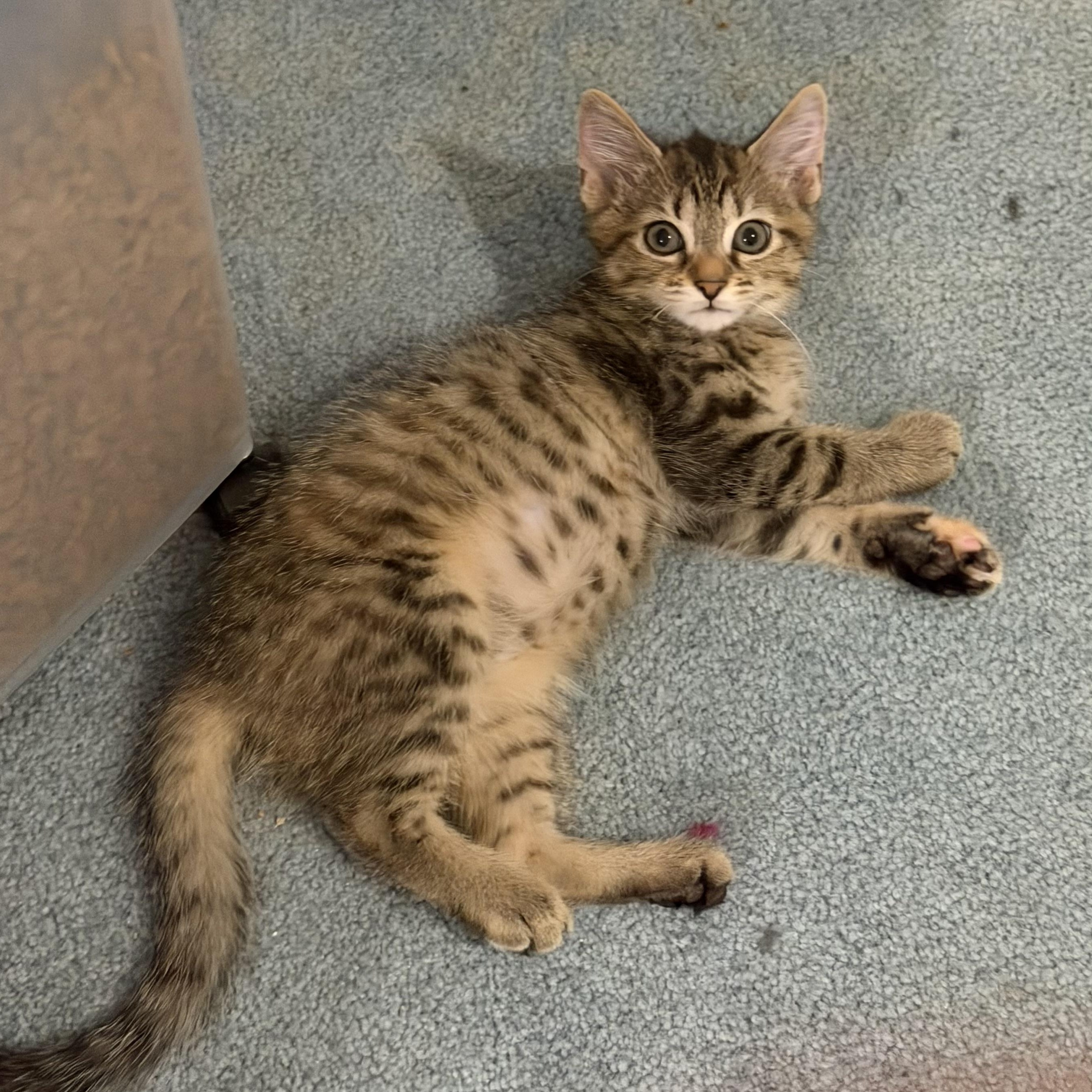 Mochi & Miso, an adopted Domestic Medium Hair in Frederick, MD image 3/6