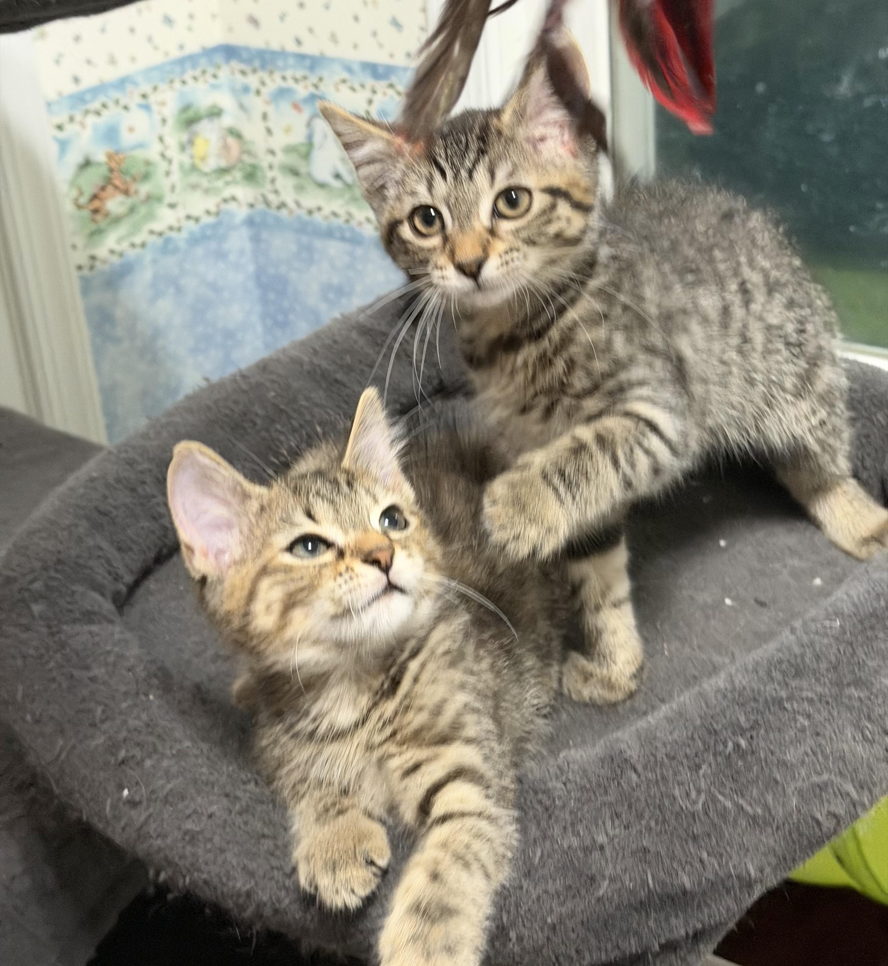 Mochi & Miso, an adopted Domestic Medium Hair in Frederick, MD image 2/6