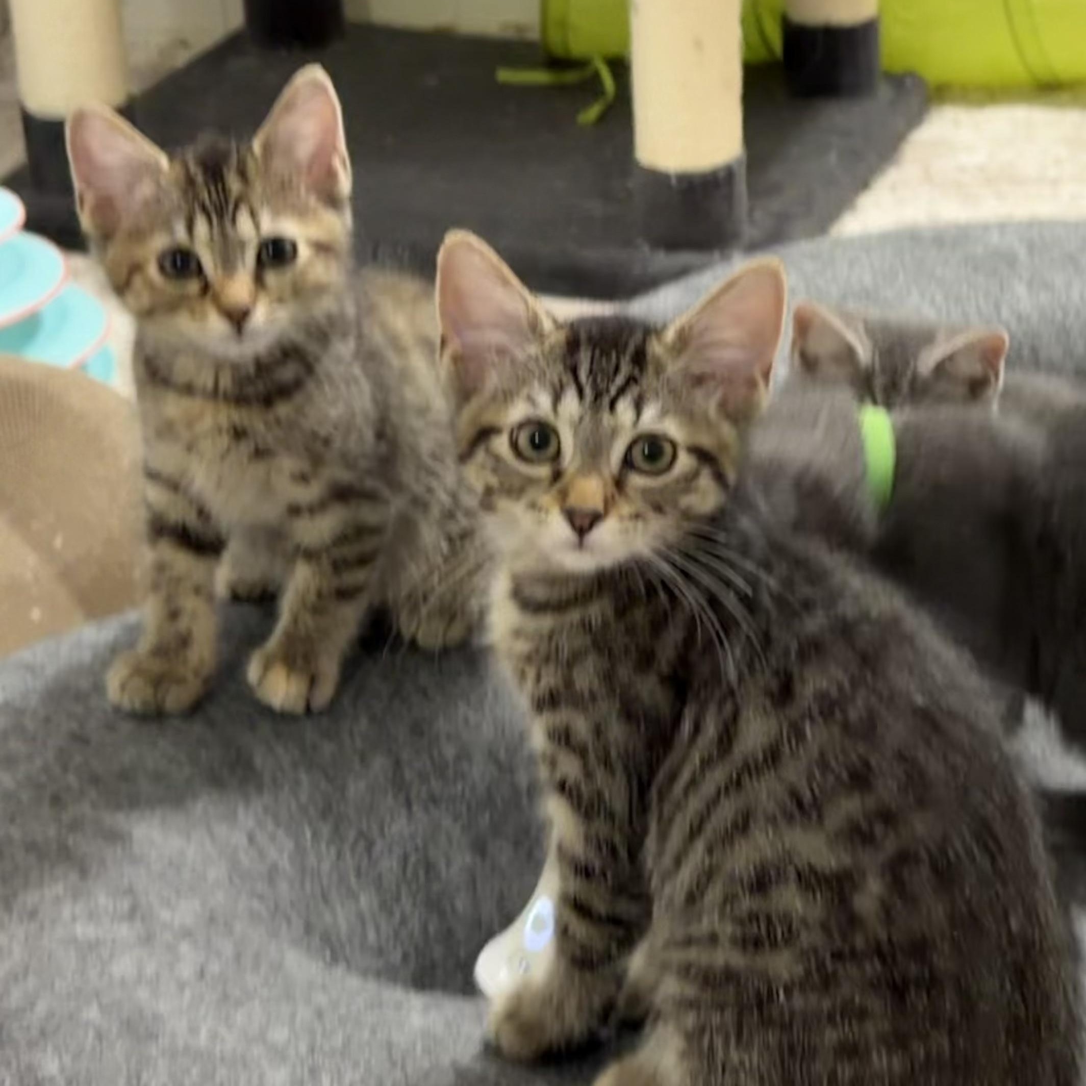 Mochi & Miso, an adopted Domestic Medium Hair in Frederick, MD image 5/6